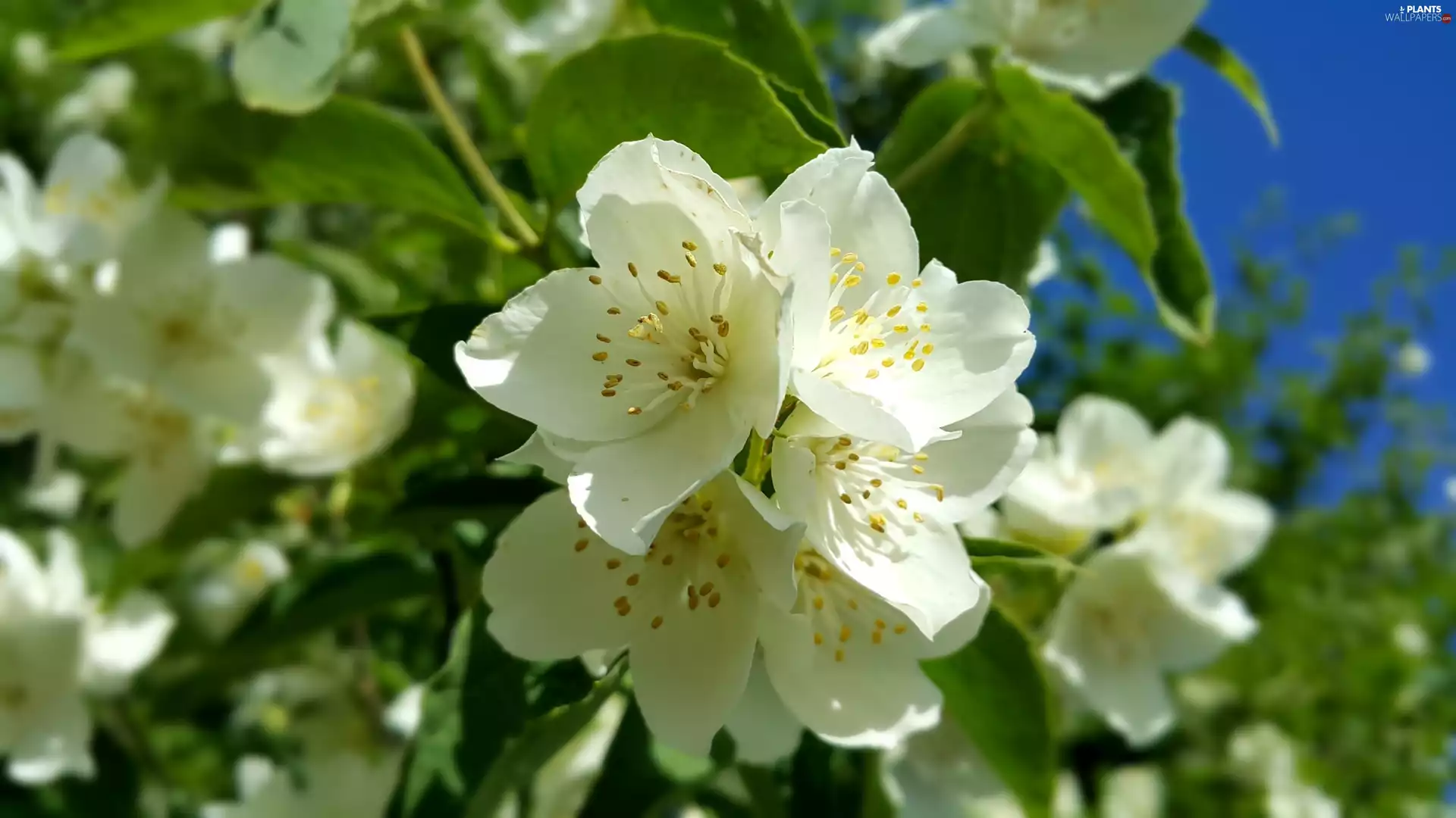 Flowers, Mock Orange