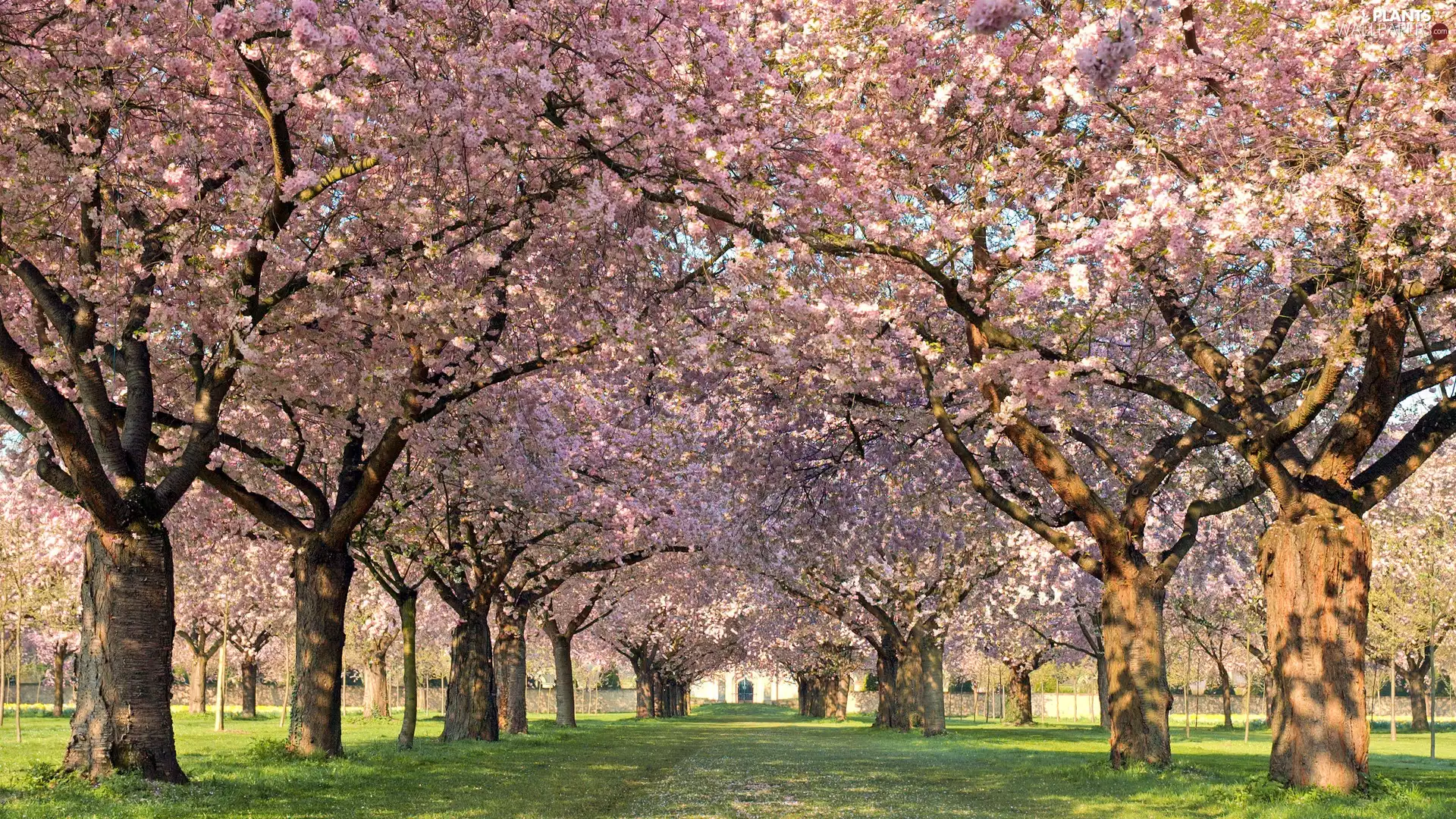 viewes, Flowers, Park, trees, Spring