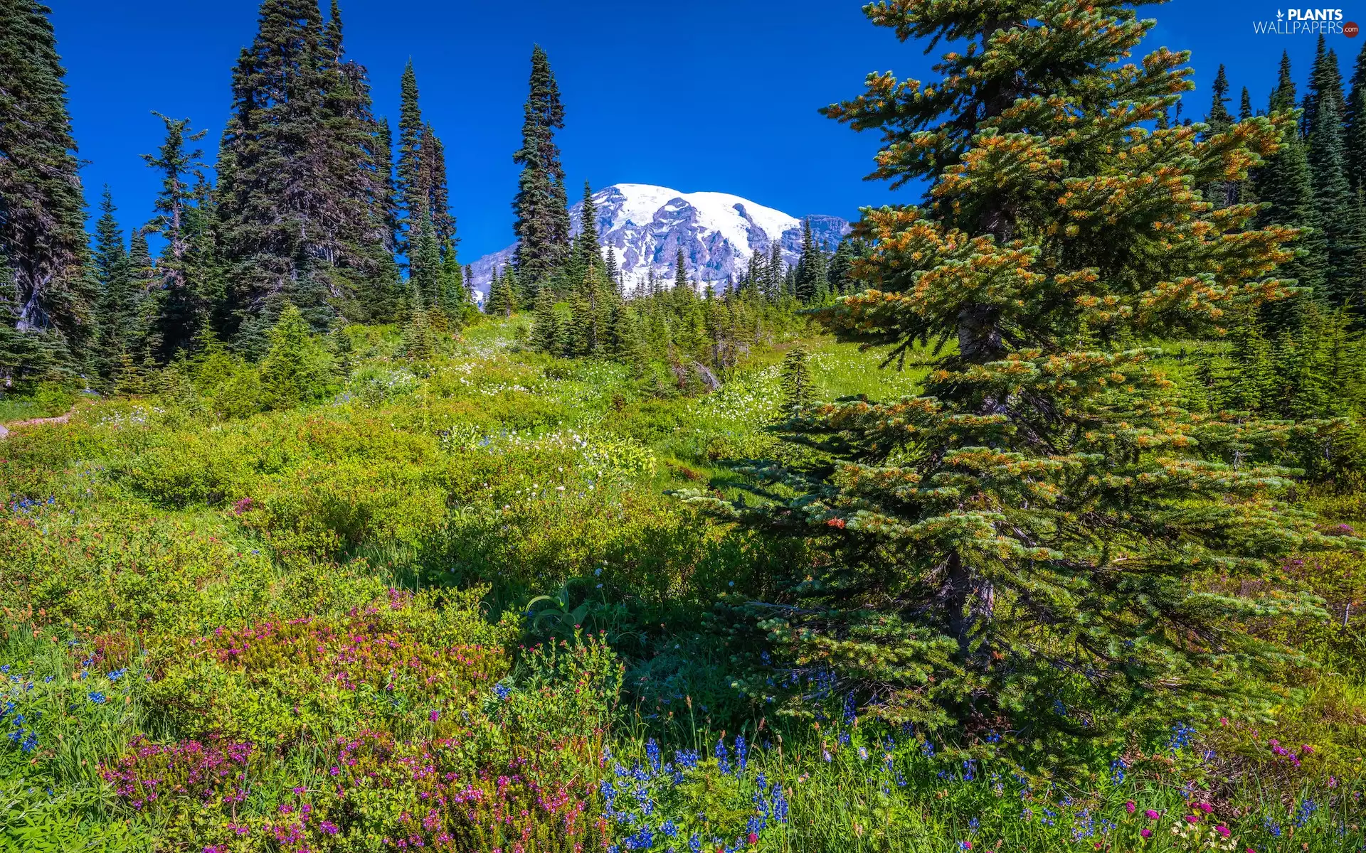 Stratovolcano Mount Rainier, Meadow, Mount Rainier National Park, Mountains, Washington State, The United States, grass, Spruces, Flowers