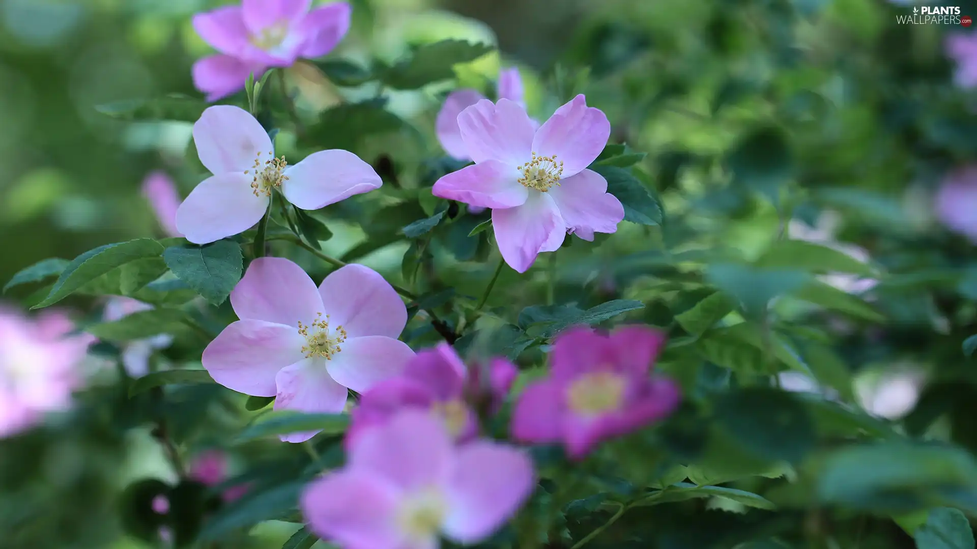 Flowers, Briar, Pink