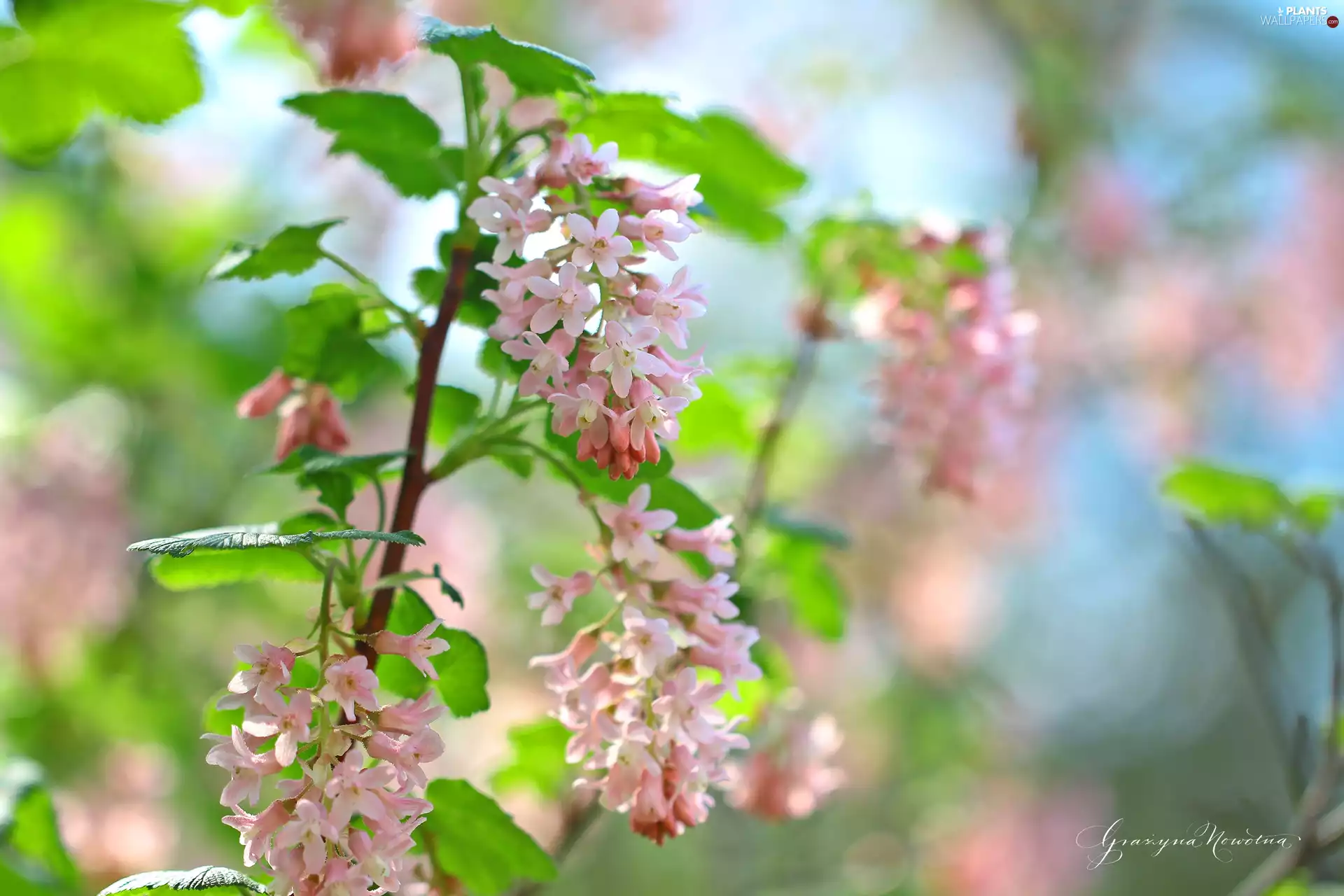 Flowers, Bush, Pink