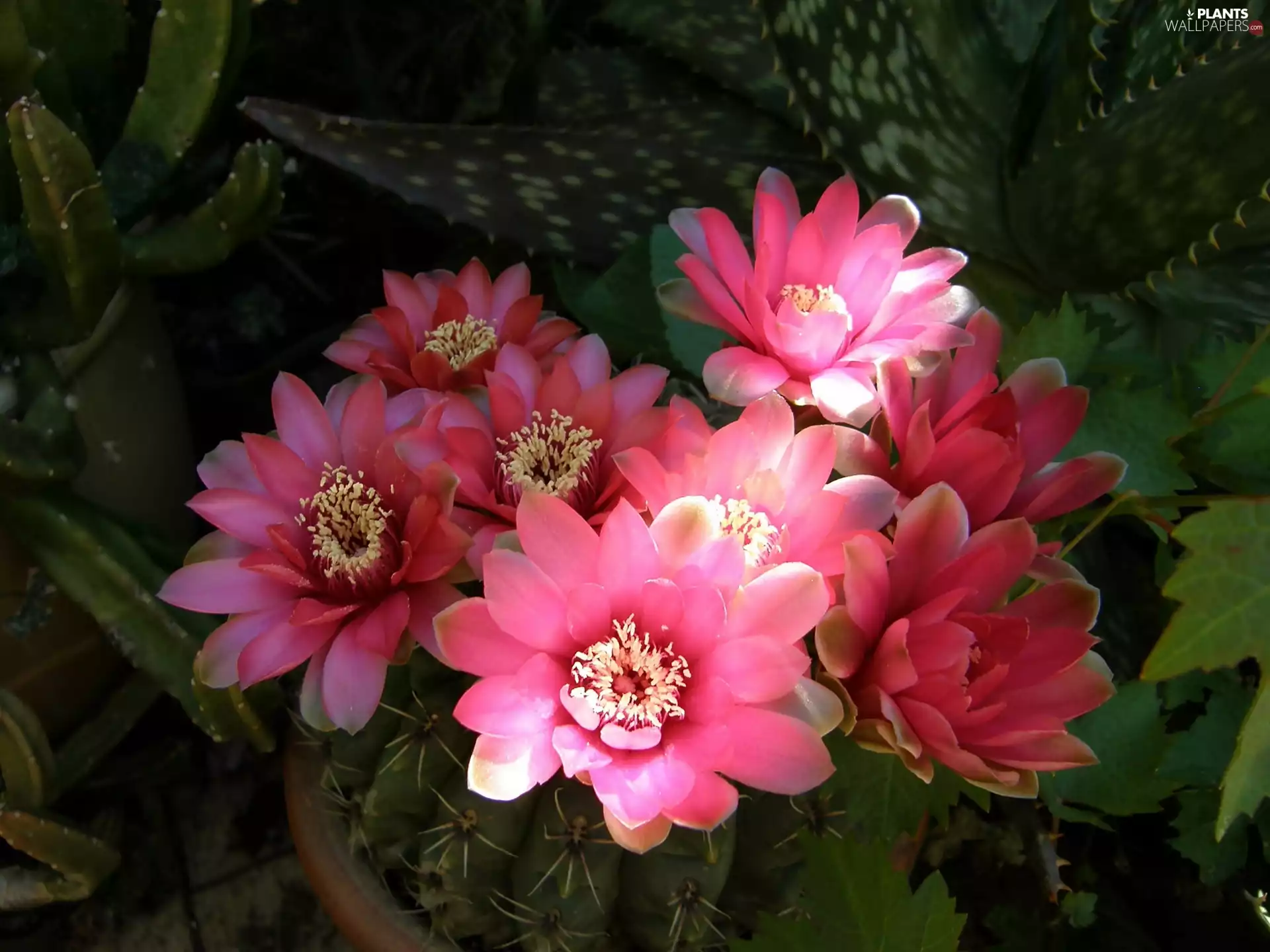 Flowers, Cactus, Pink