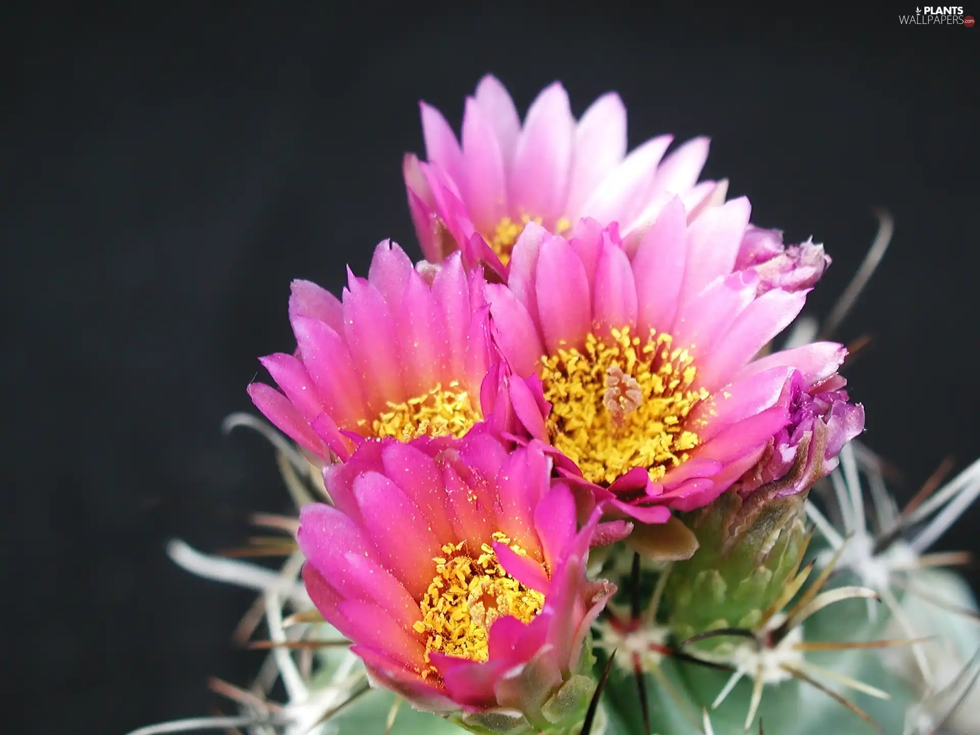 Flowers, Cactus, Pink