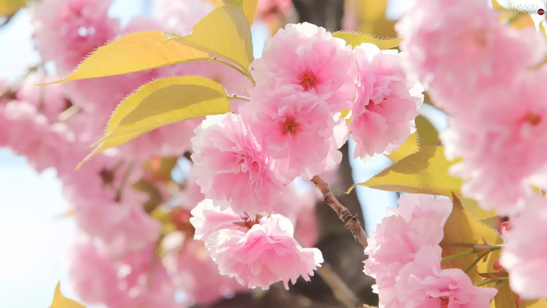 Fruit Tree, cherry, Flowers, leaves, Pink