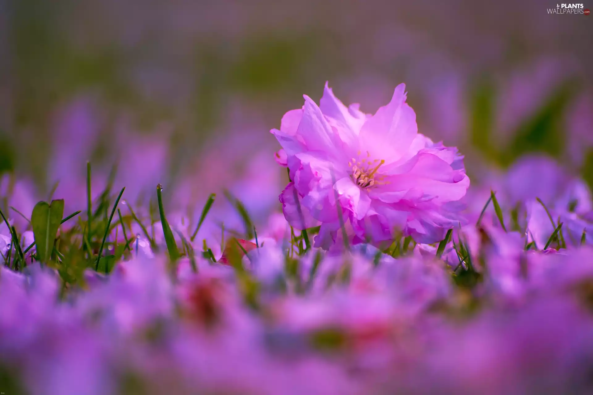 Pink, grass, Close, Flowers