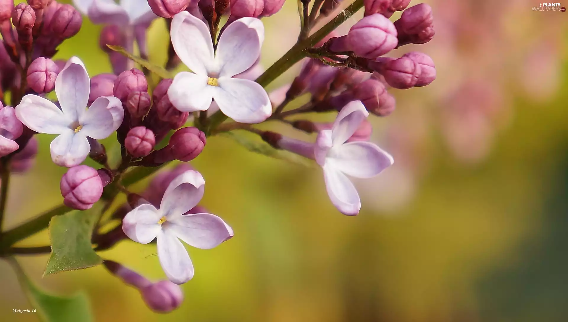Pink, without, Close, Flowers