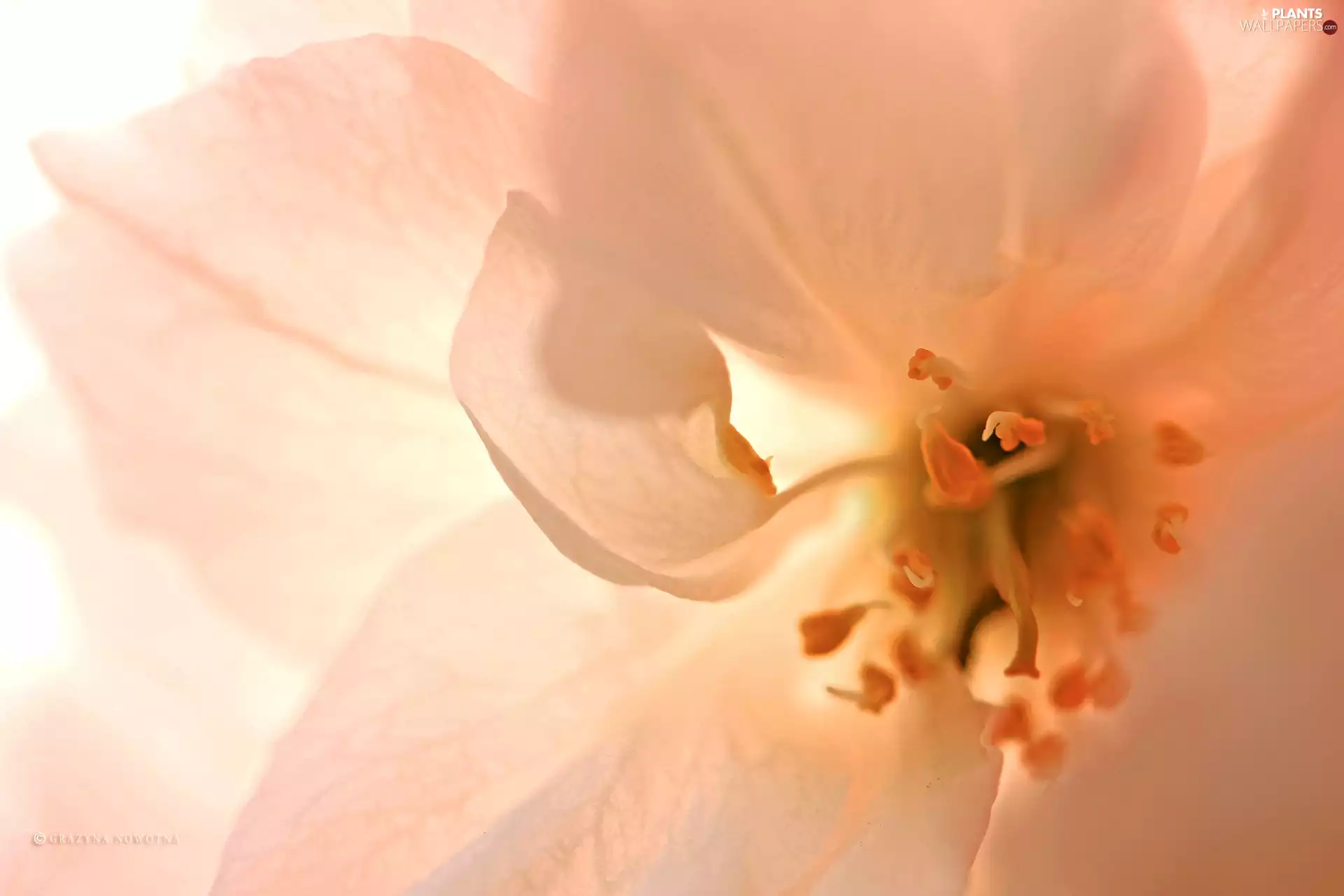 fruit, flakes, Colourfull Flowers, trees, Pink
