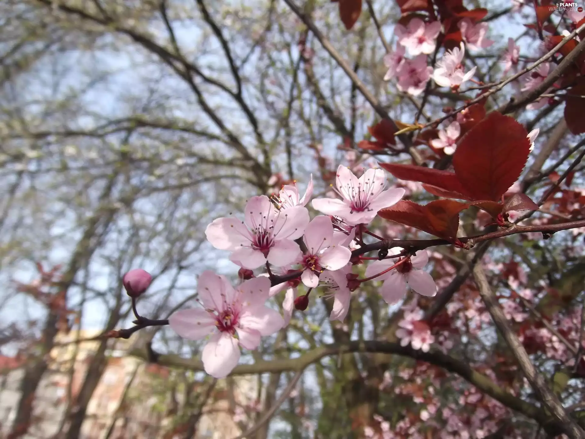 Pink, Plums, decorative, Flowers