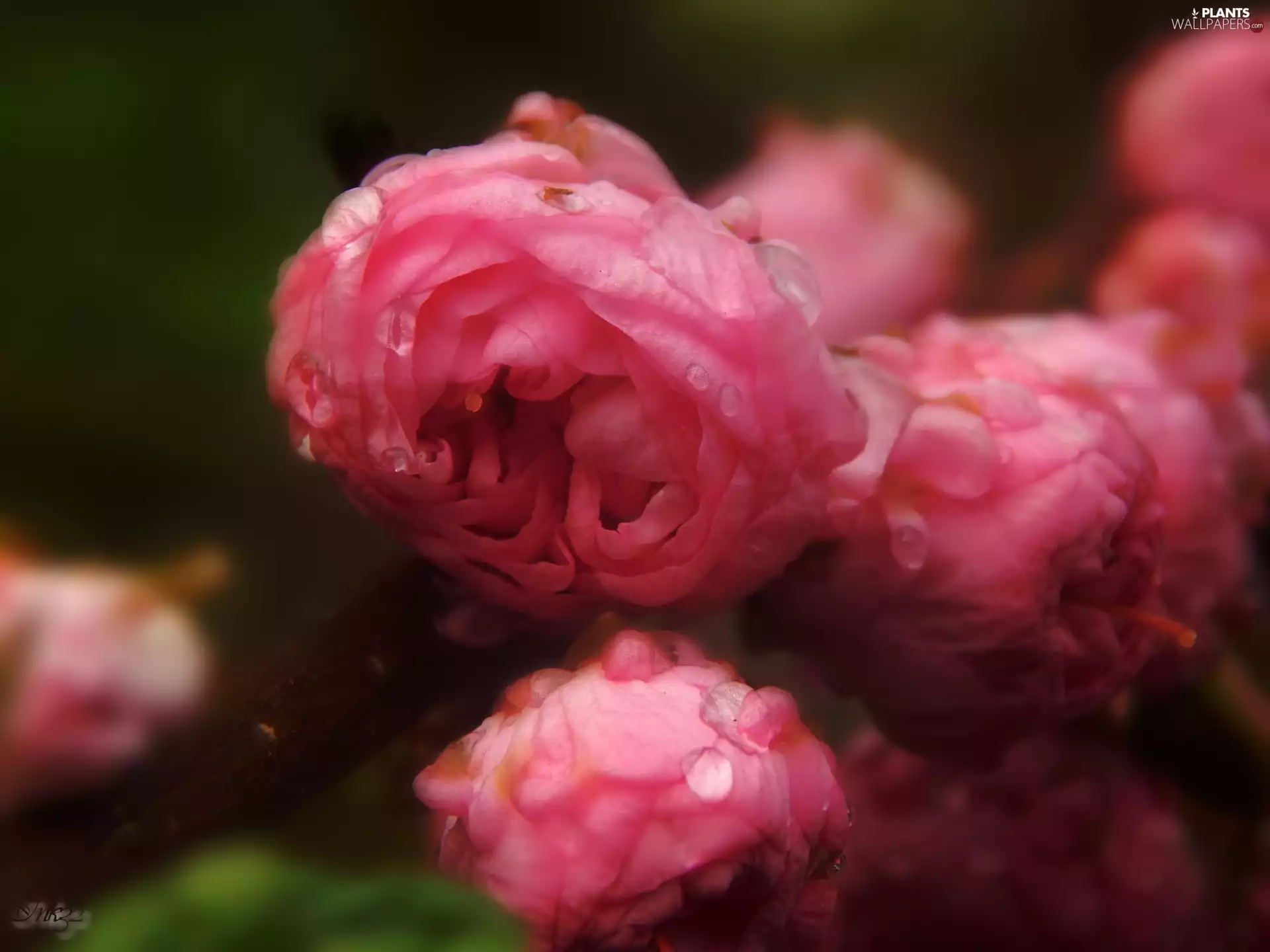 Pink, tonsil, drops, Flowers