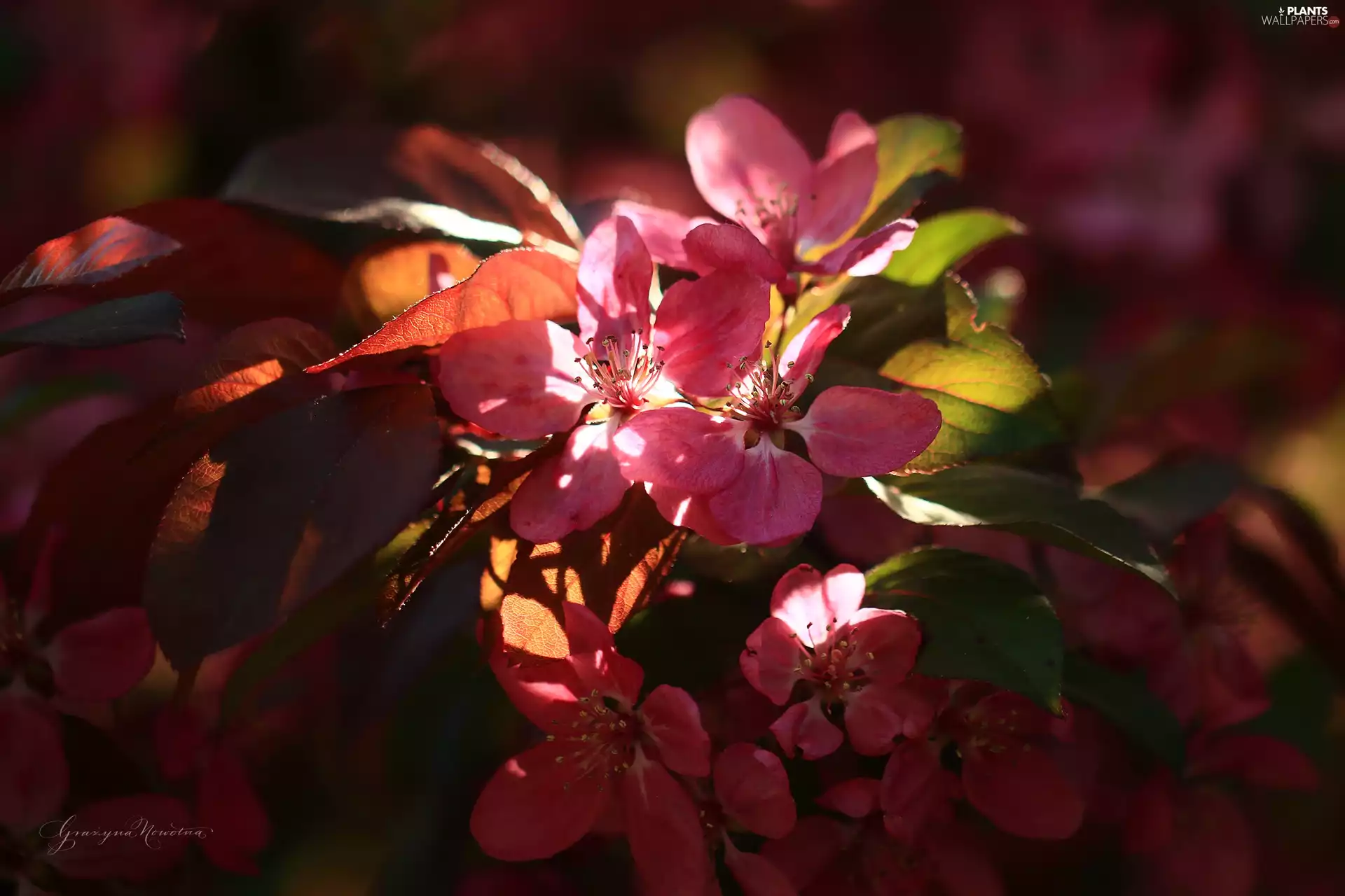 Pink, trees, fruit, Flowers