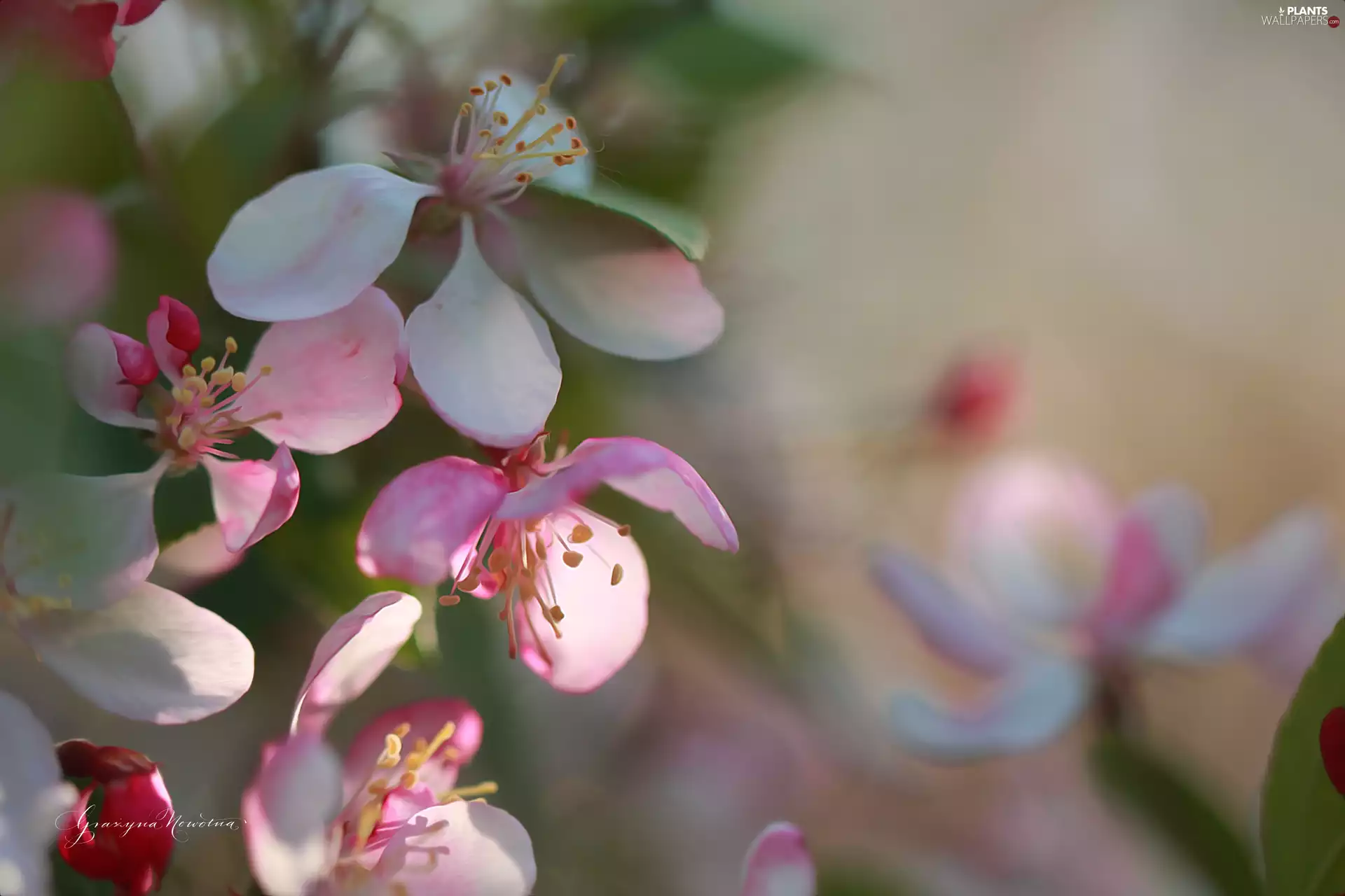 Pink, trees, fruit, Flowers