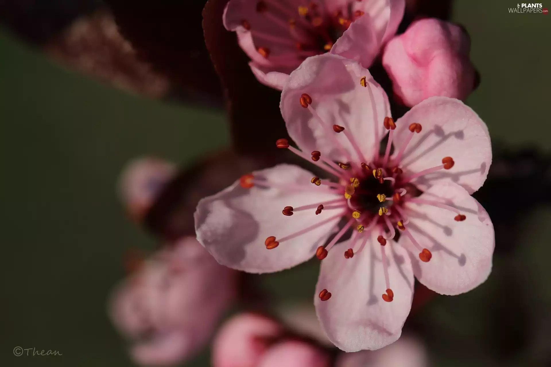 Pink, trees, fruit, Flowers