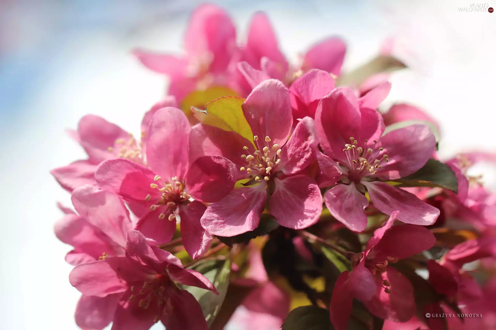 Pink, trees, fruit, Flowers