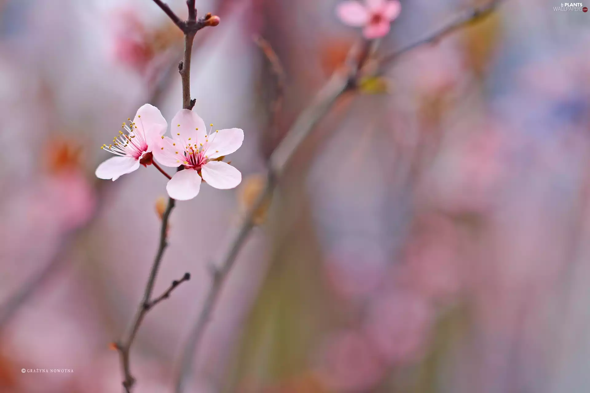 Pink, trees, fruit, Flowers