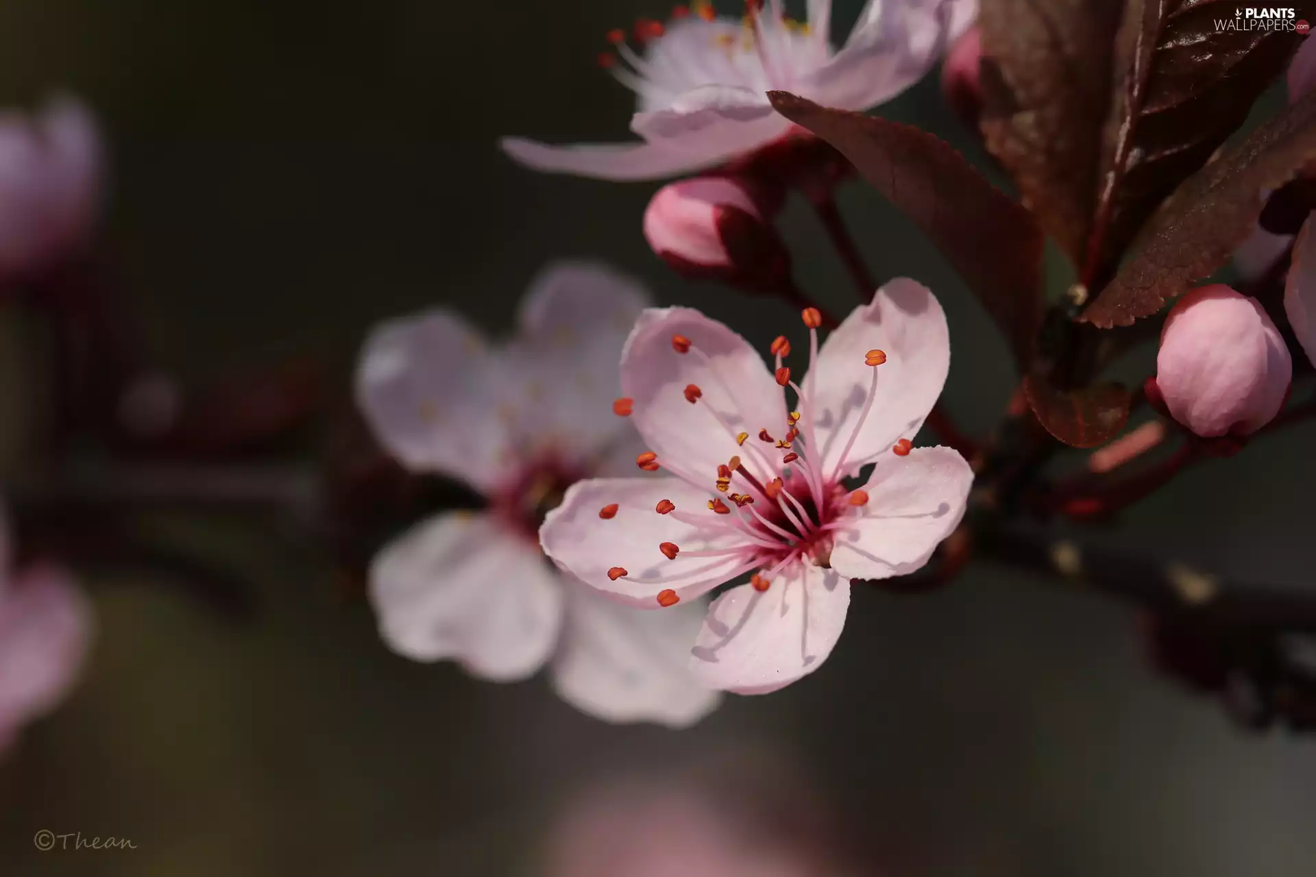 Pink, trees, fruit, Flowers