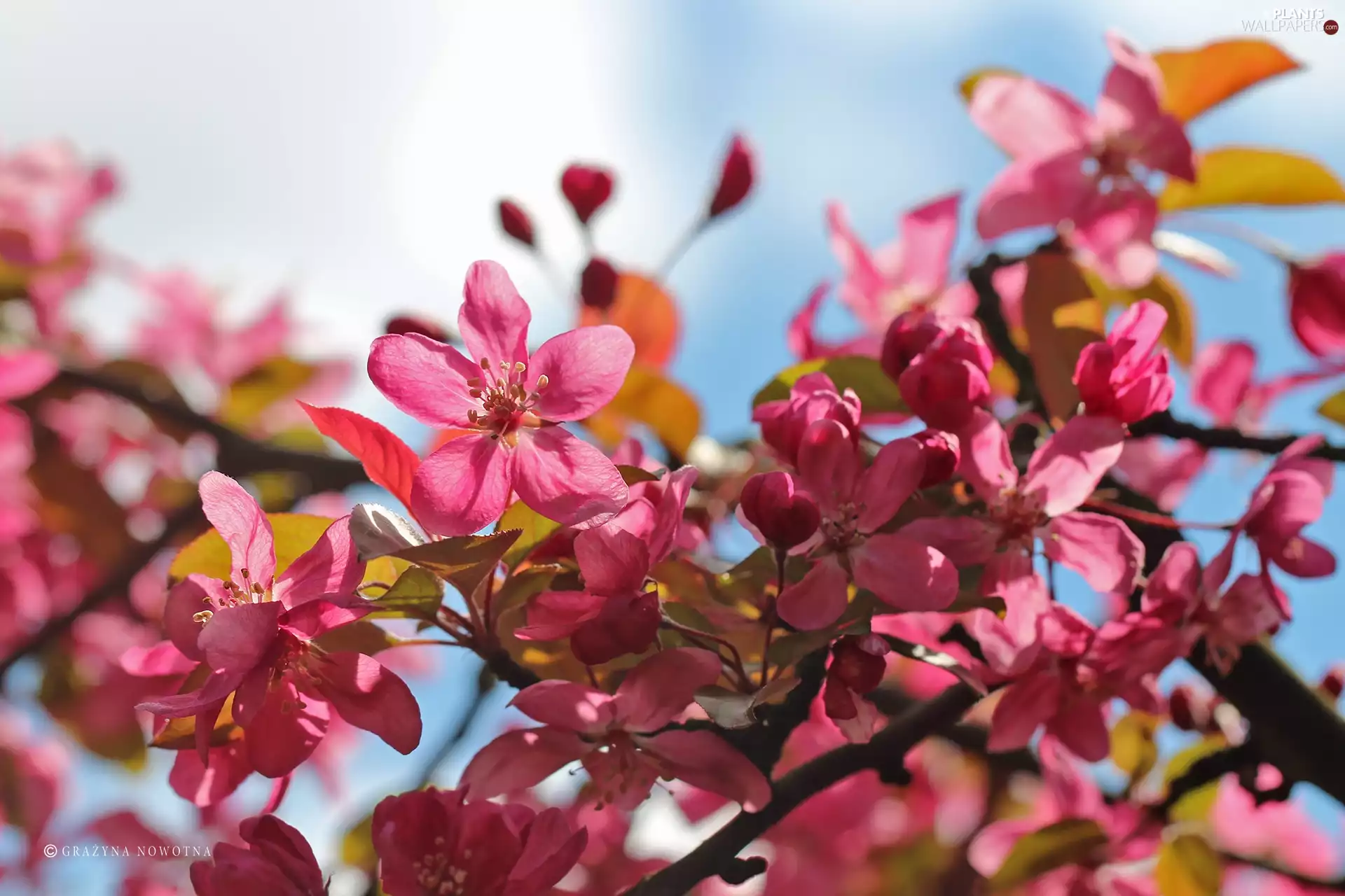 Pink, trees, fruit, Flowers