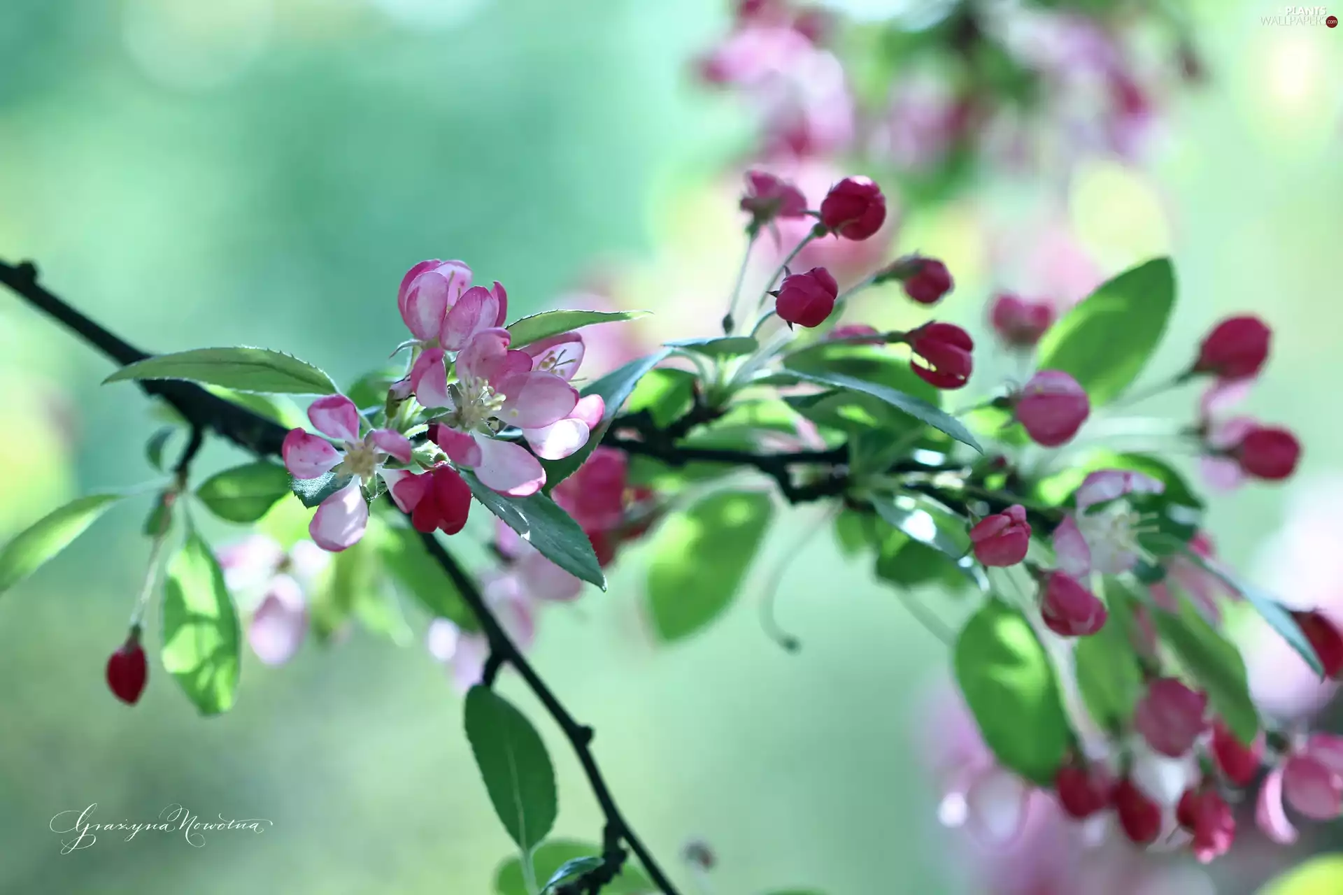 Pink, trees, fruit, Flowers