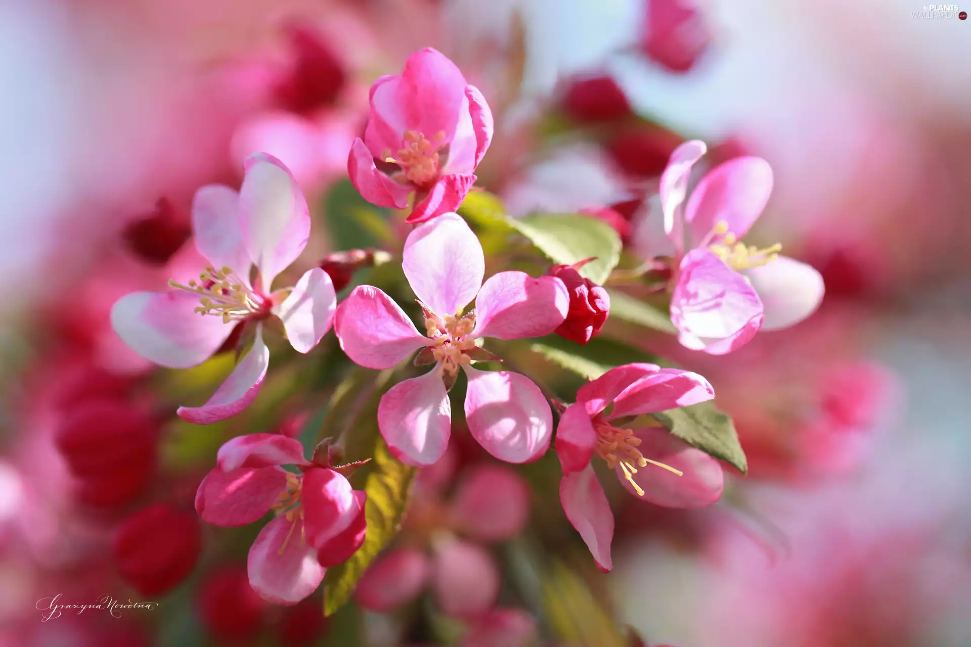 Pink, trees, fruit, Flowers