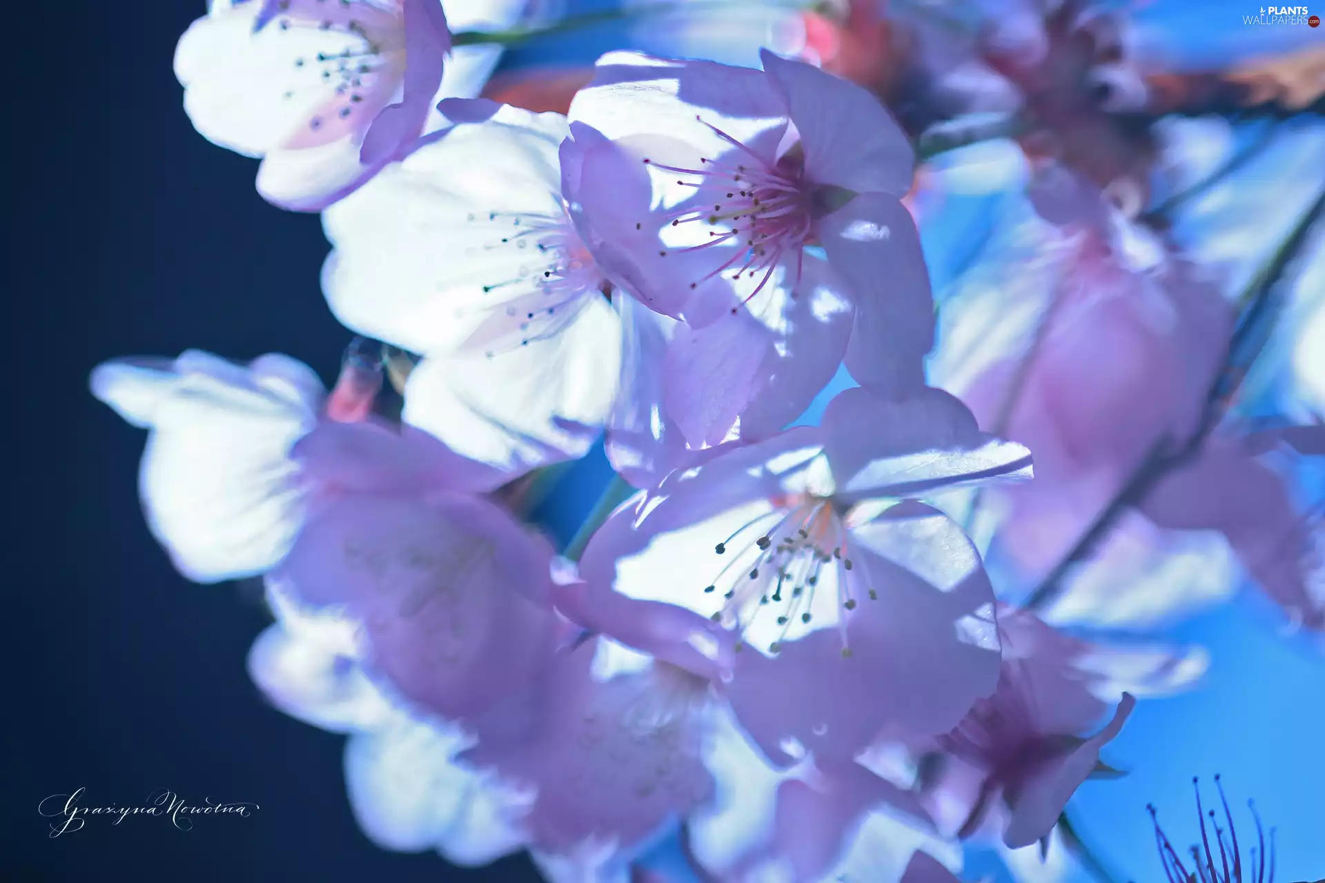 Pink, trees, fruit, Flowers