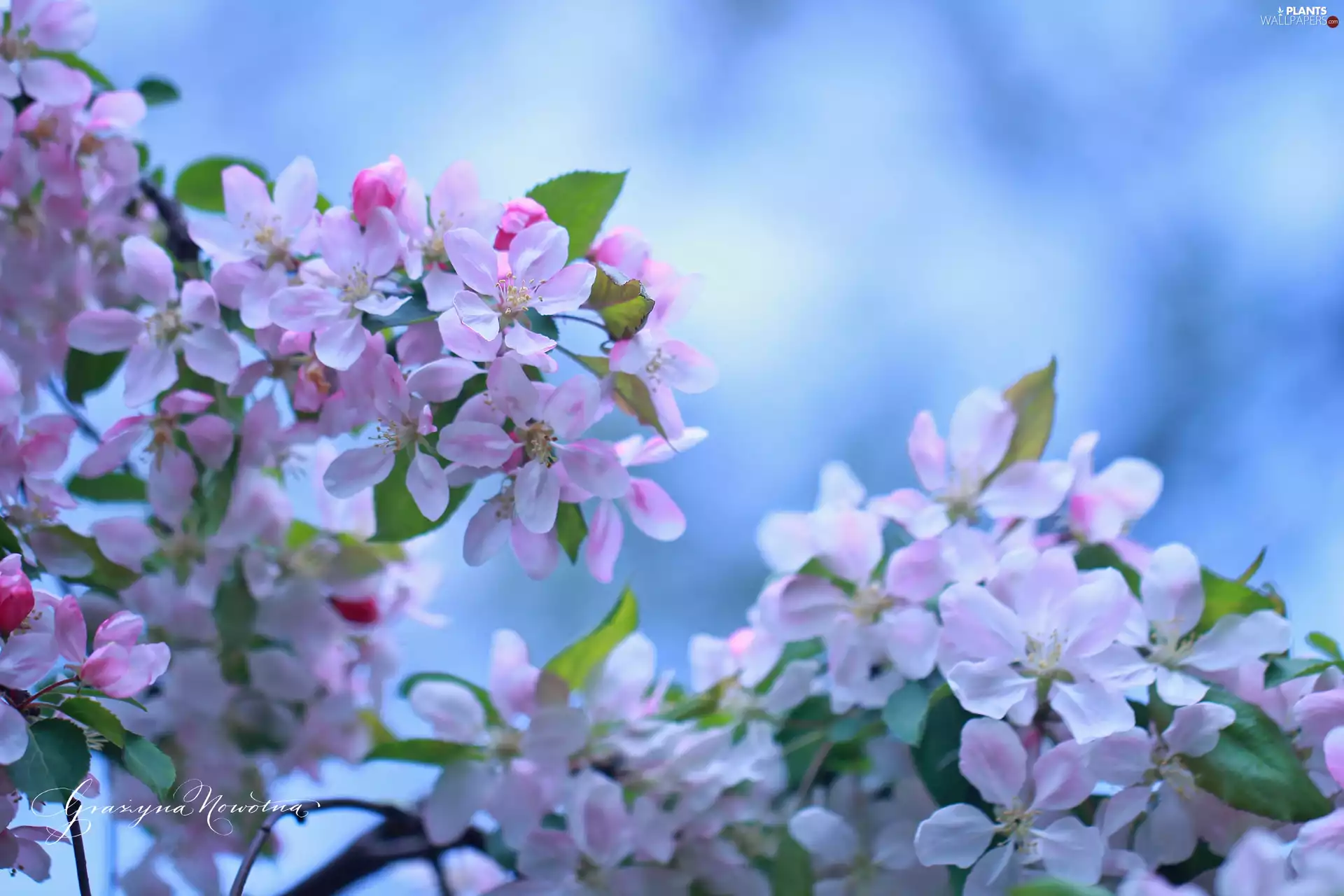 Pink, trees, fruit, Flowers