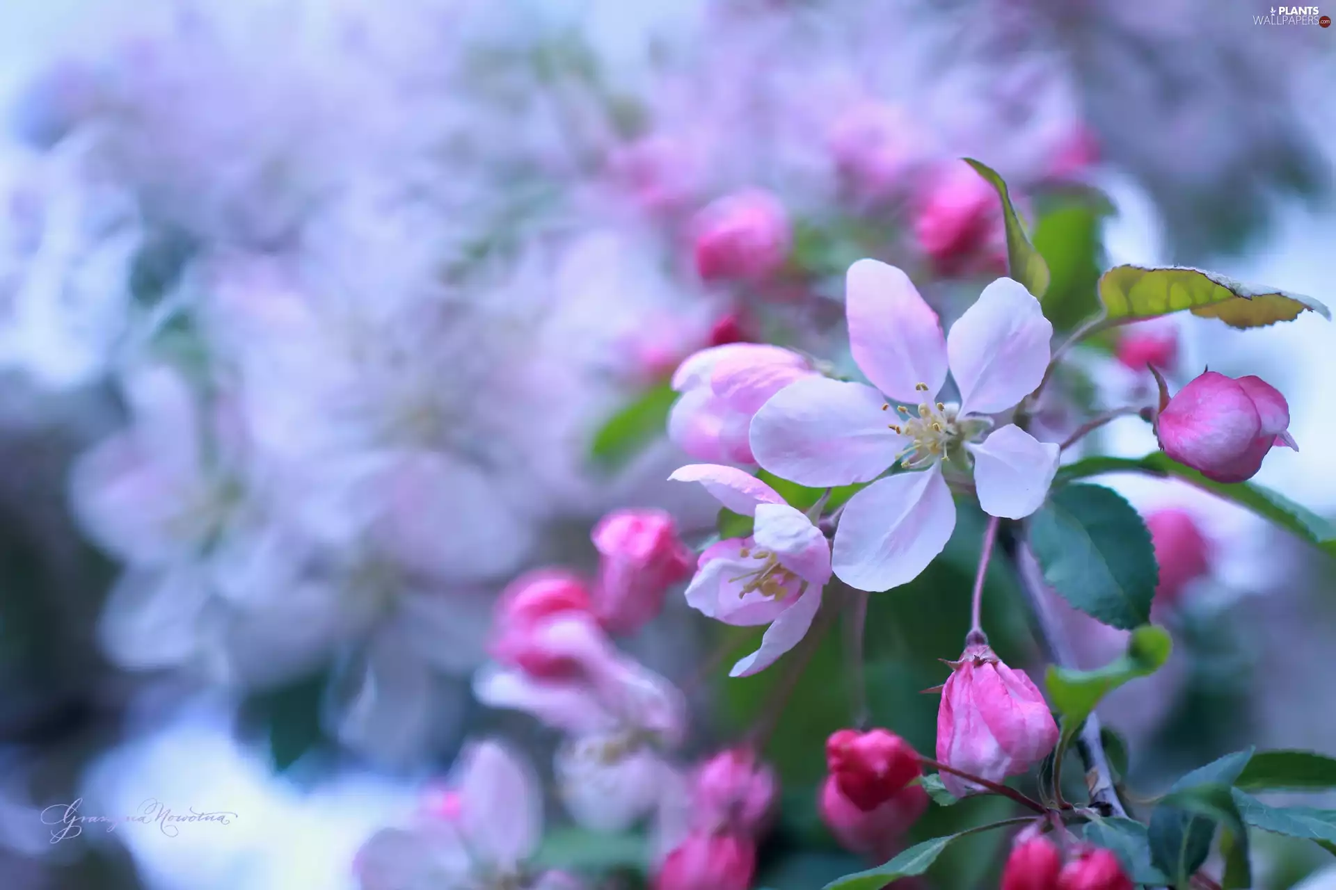 Pink, trees, fruit, Flowers