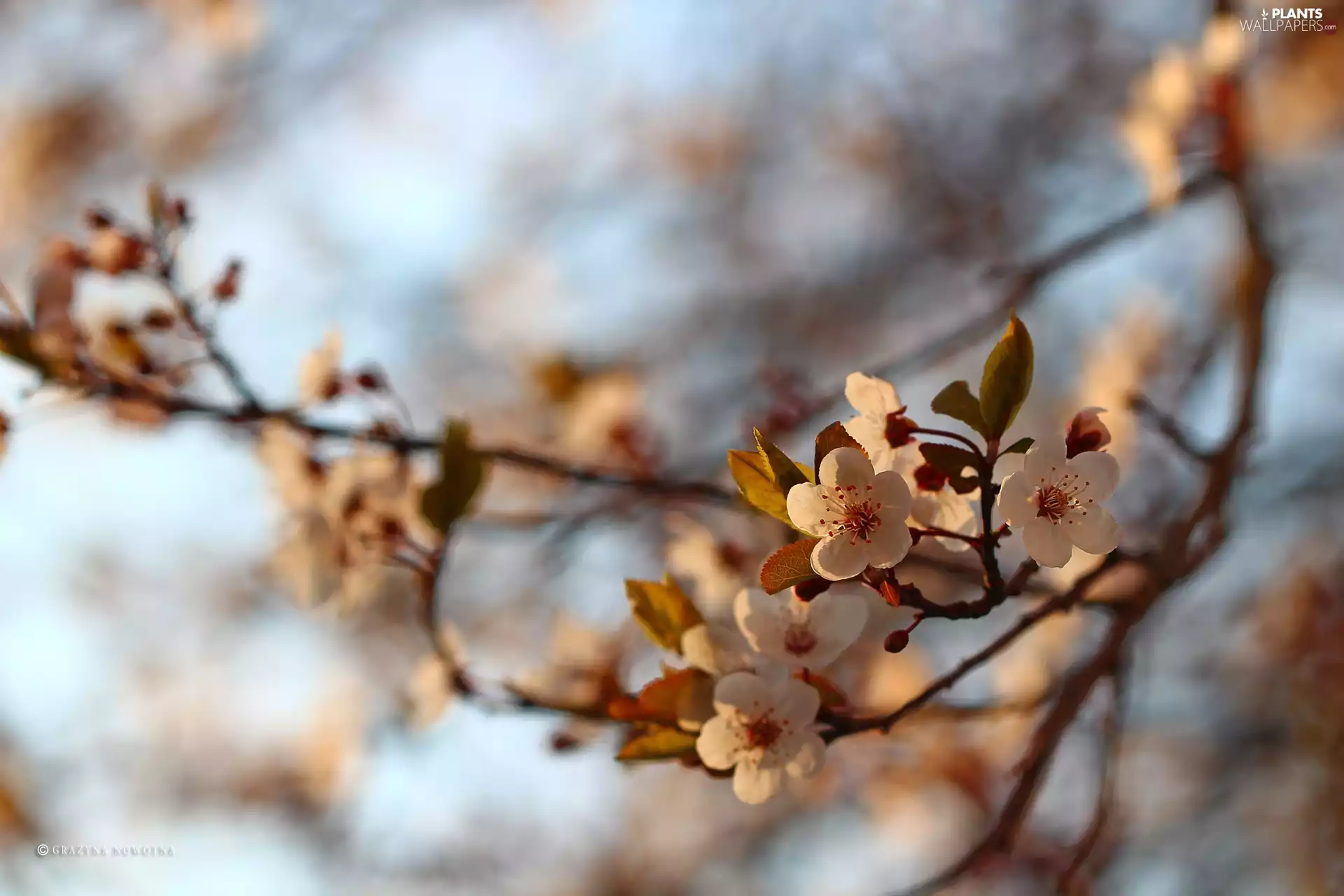 Pink, trees, fruit, Flowers