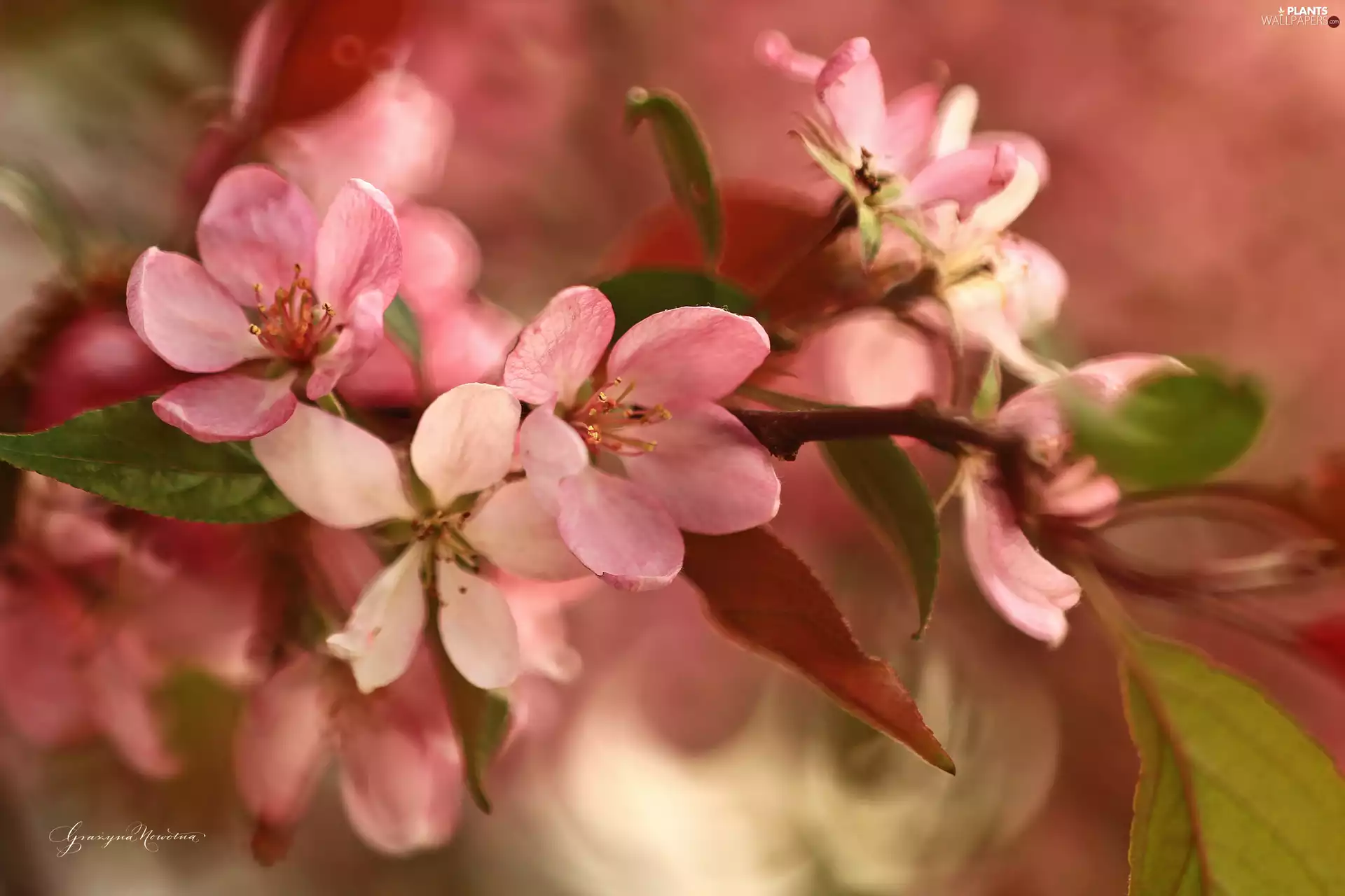 Pink, trees, fruit, Flowers