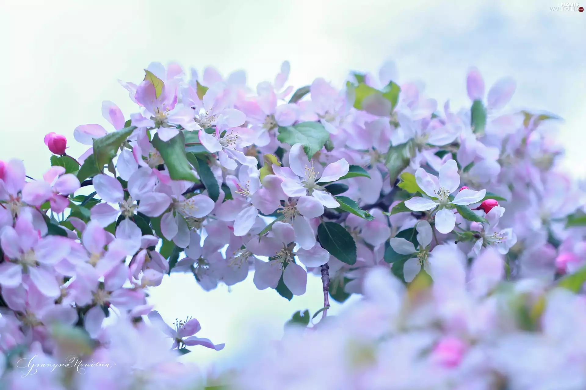 Pink, trees, fruit, Flowers