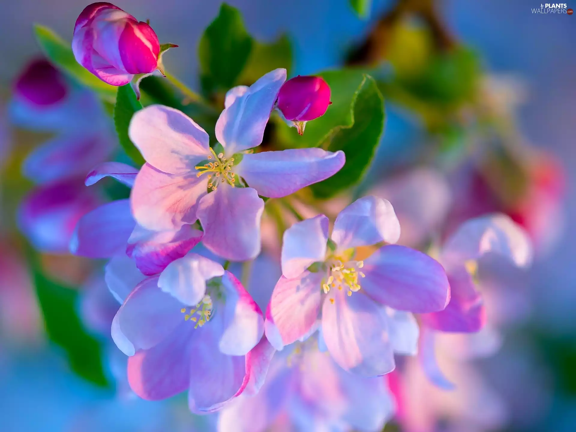 Pink, trees, fruit, Flowers