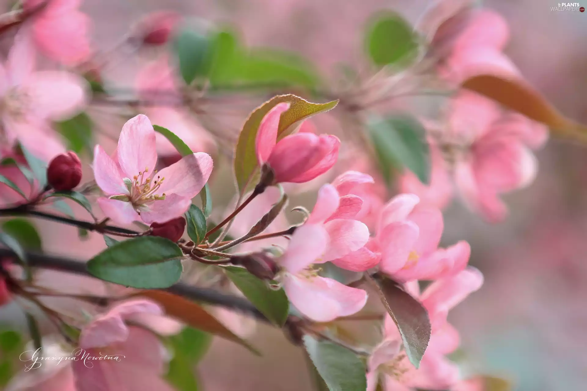 Pink, trees, fruit, Flowers