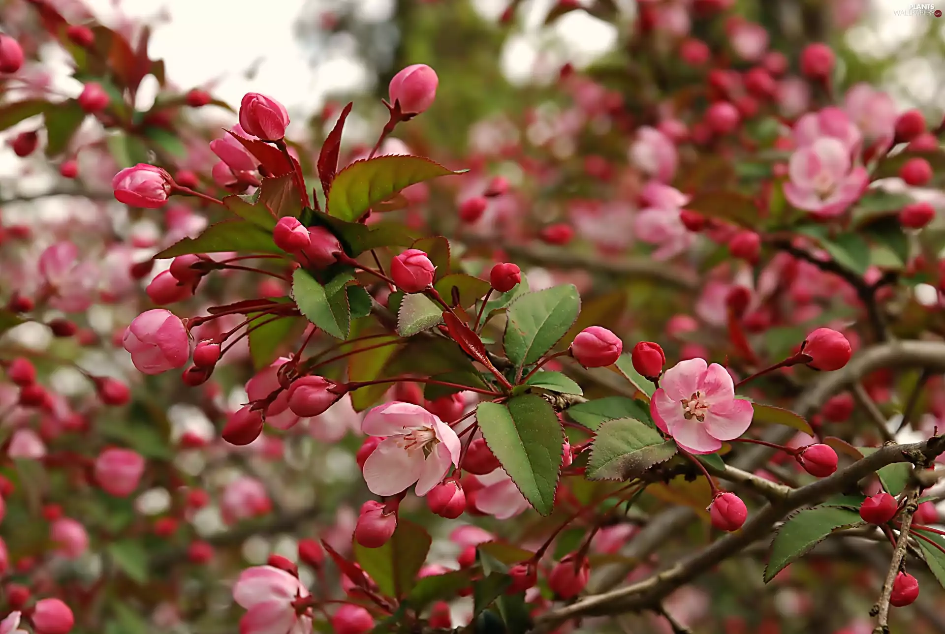 Pink, trees, fruit, Flowers