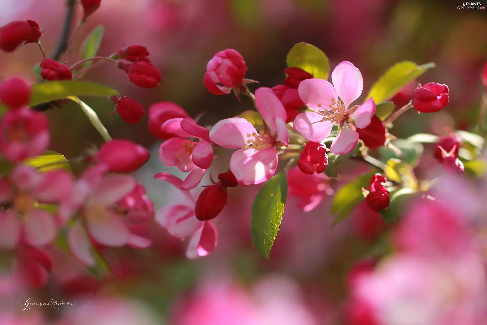 Pink, trees, fruit, Flowers