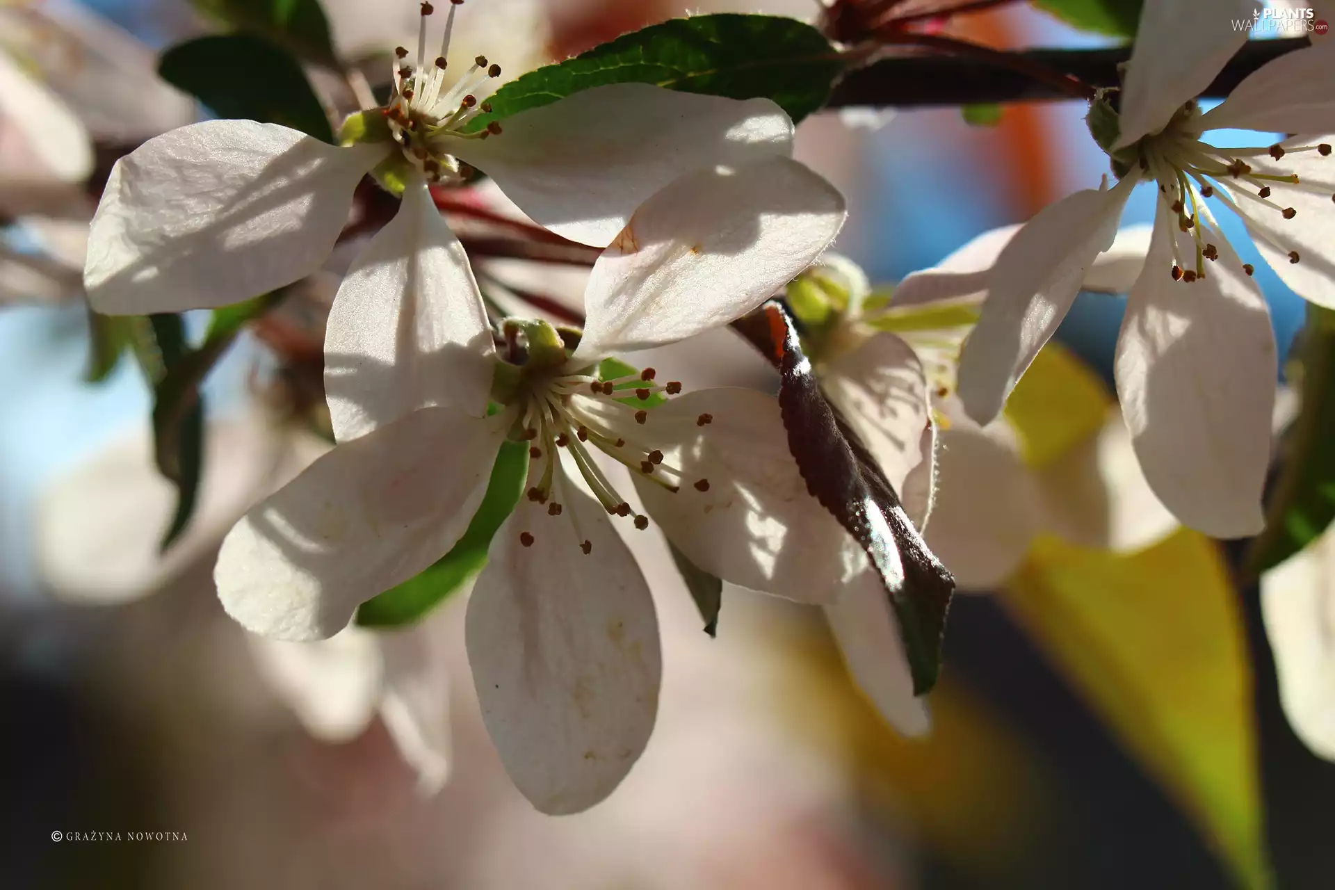 Pink, trees, fruit, Flowers