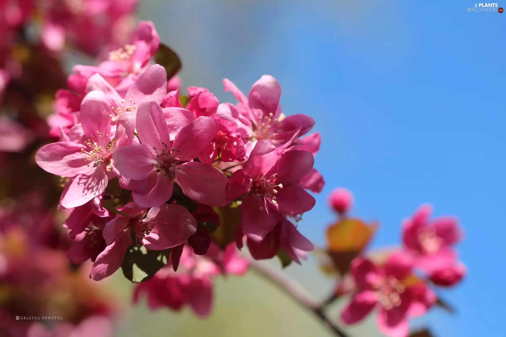Pink, trees, fruit, Flowers