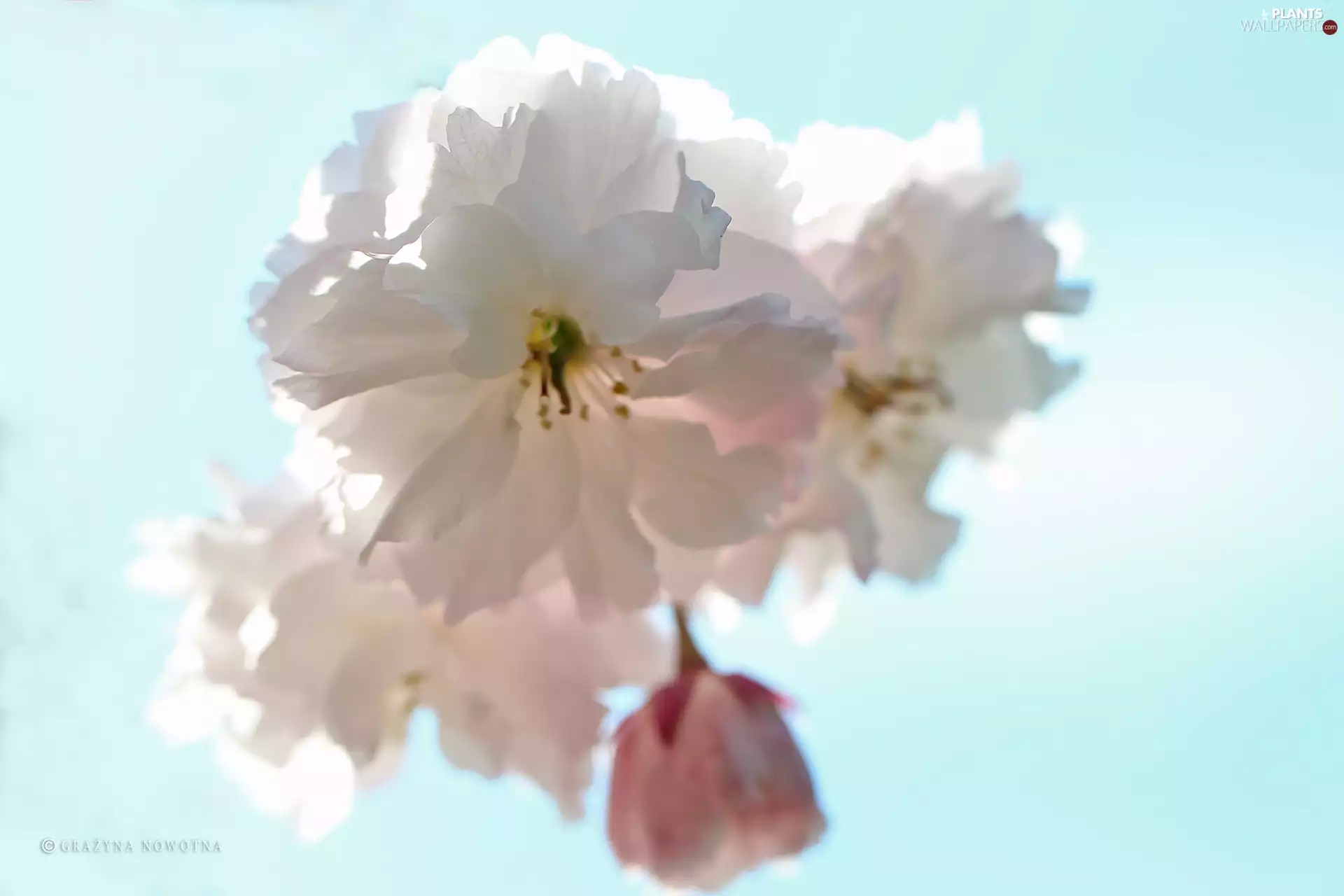 Pink, trees, fruit, Flowers