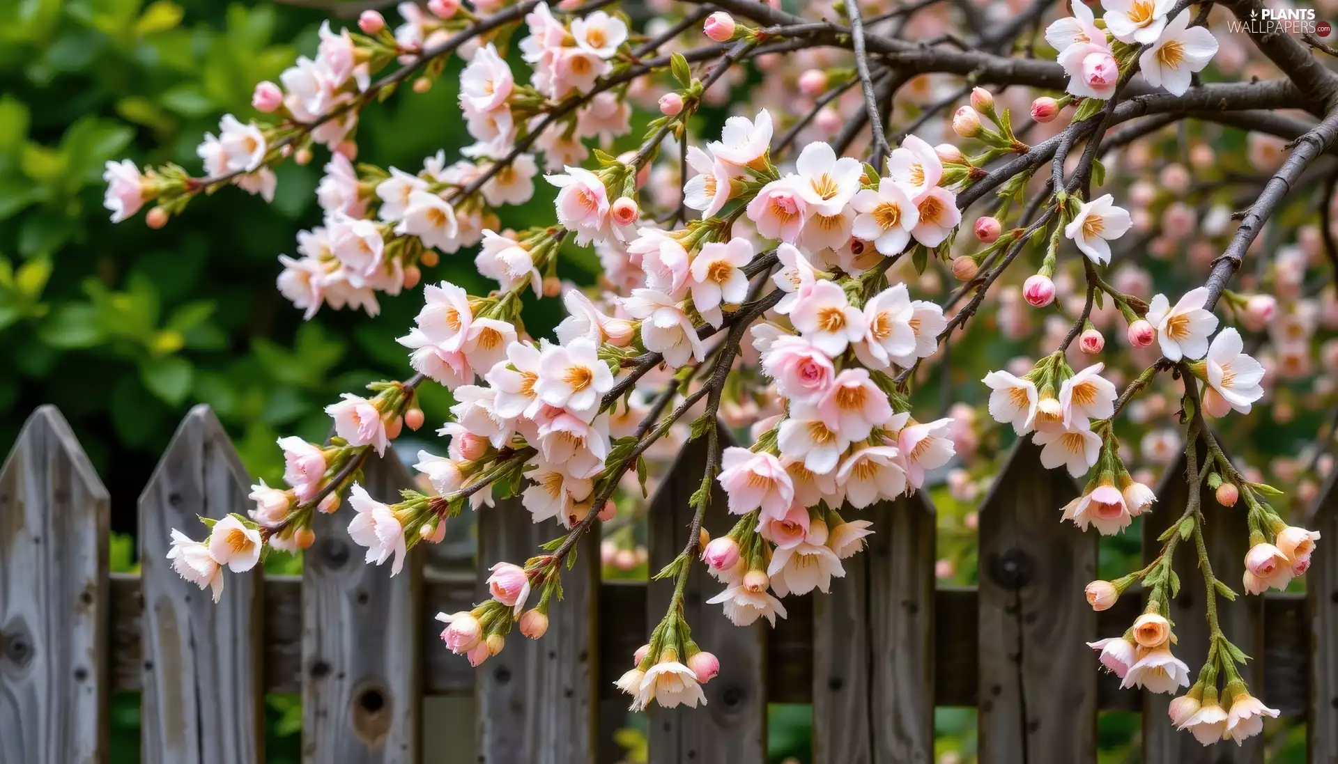 Twigs, Light pink, Fance, Spring, Fruit Tree, Flowers