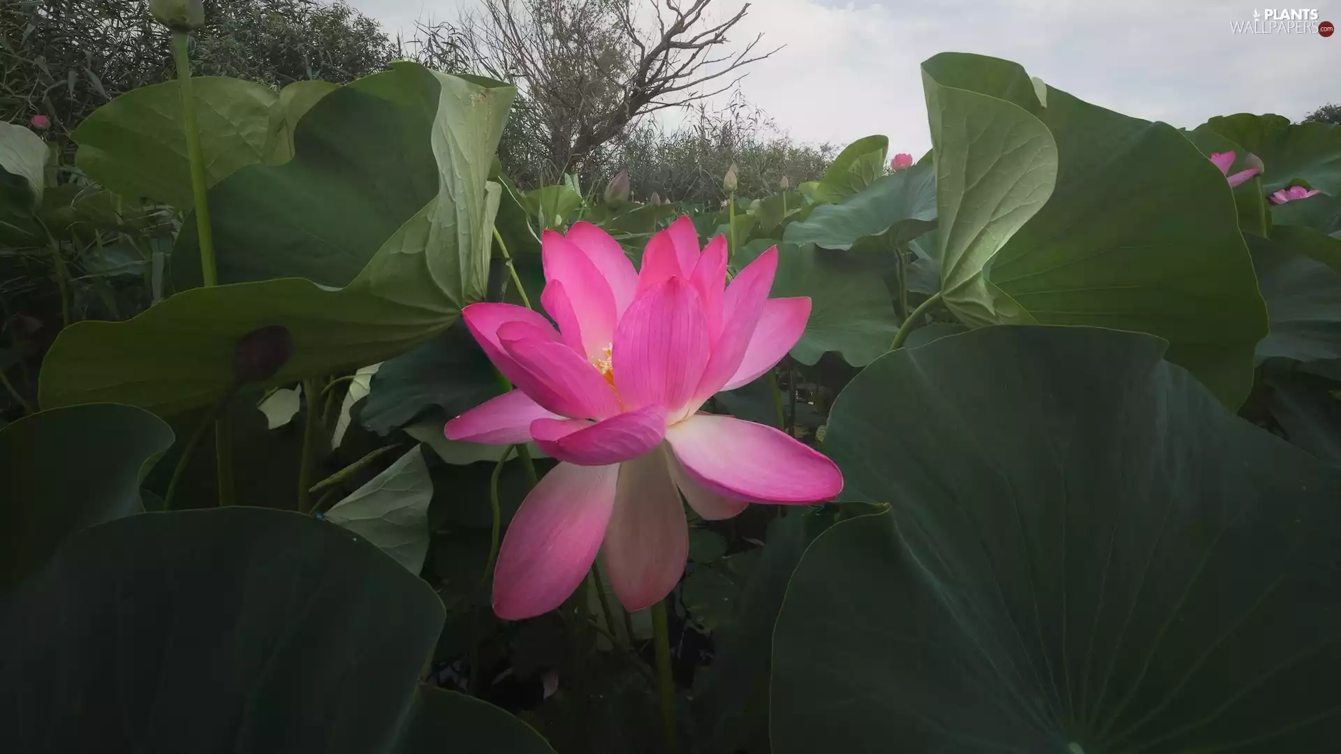 Colourfull Flowers, Pink, Leaf, lotus