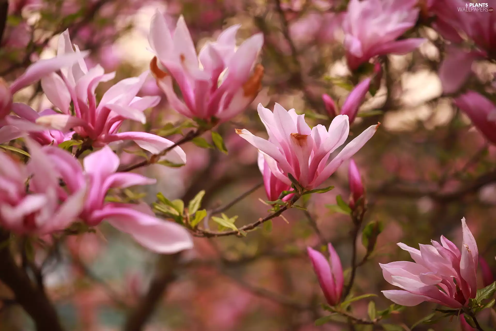 Flowers, Magnolias, Pink