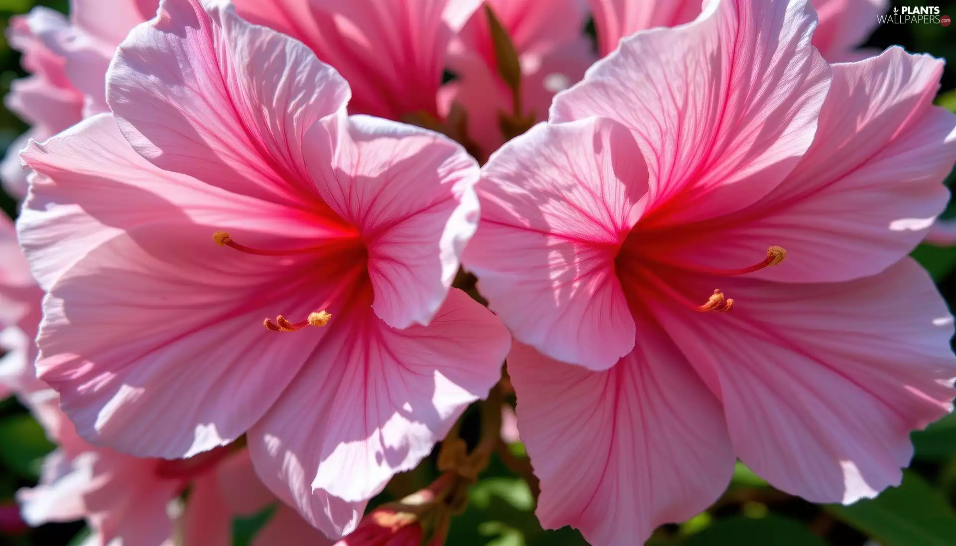 Pink, azalea, rapprochement, Flowers