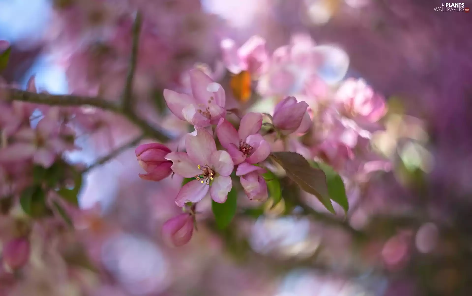 Fruit Tree, rapprochement, Flowers, twig, Pink