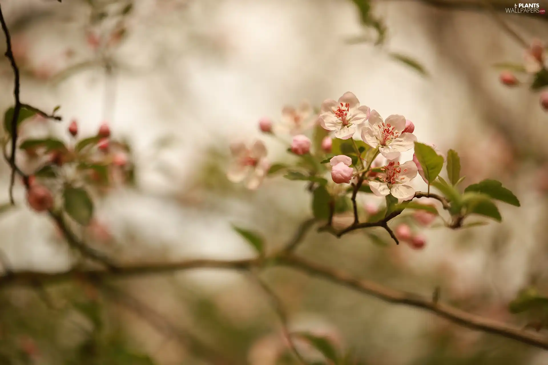 Fruit Tree, rapprochement, Flowers, Twigs, Pink