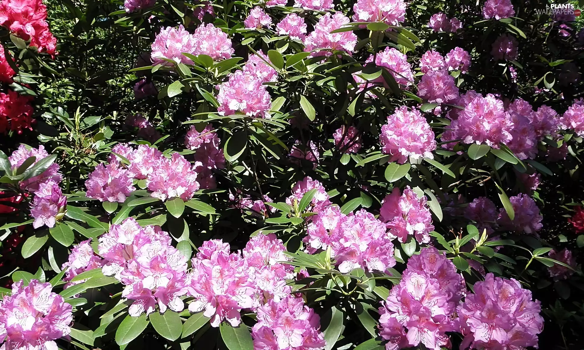 Flowers, rhododendron, Pink
