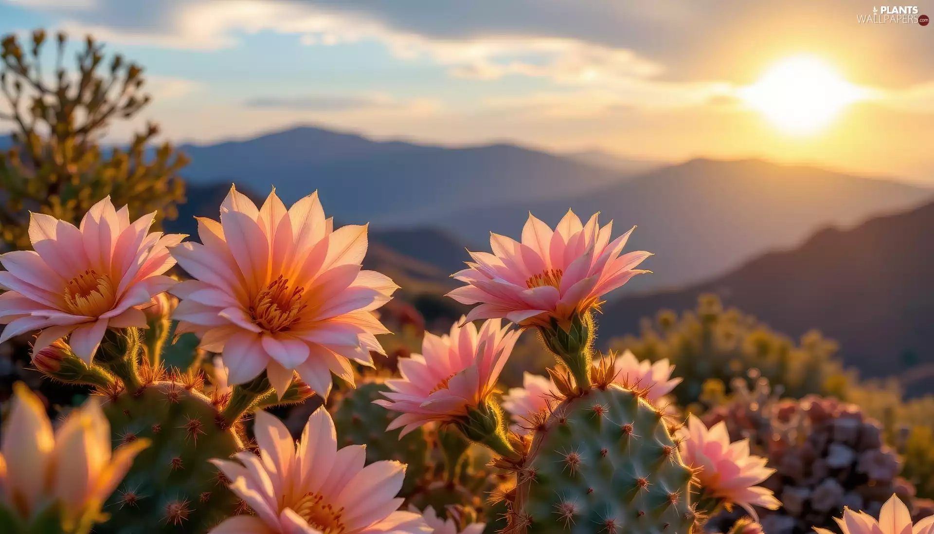 Pink, Cactus, Sunrise, Flowers