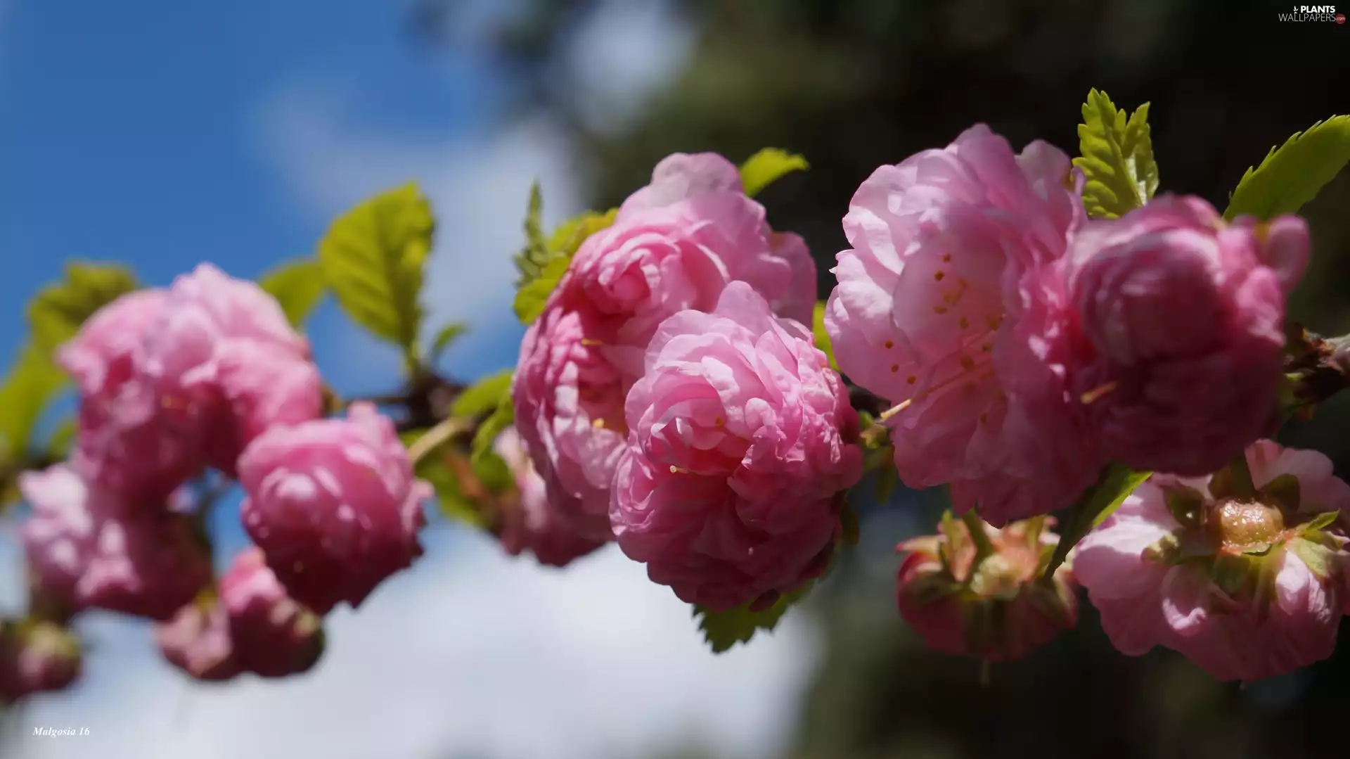 Pink, twig, tonsil, Flowers
