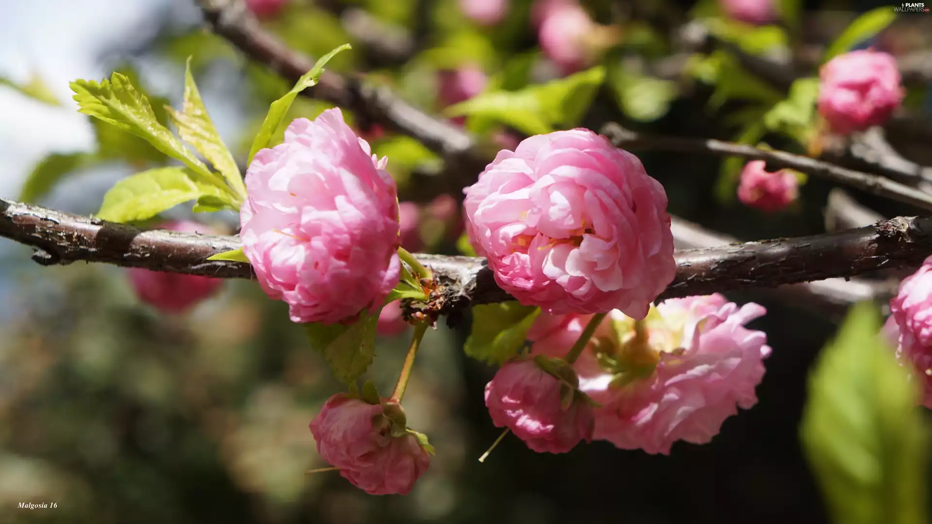 Pink, twig, tonsil, Flowers