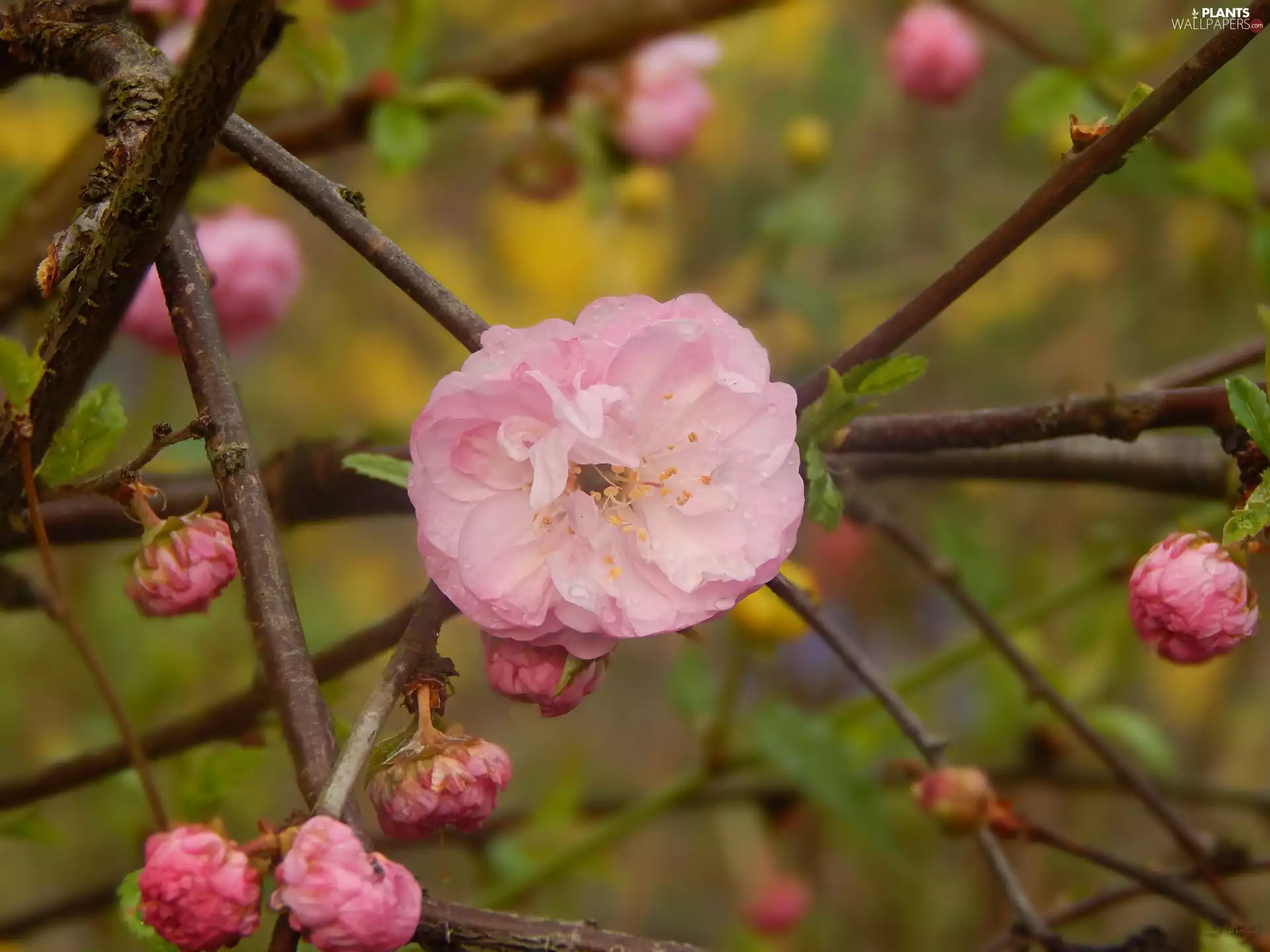 Pink, Twigs, tonsil, Flowers