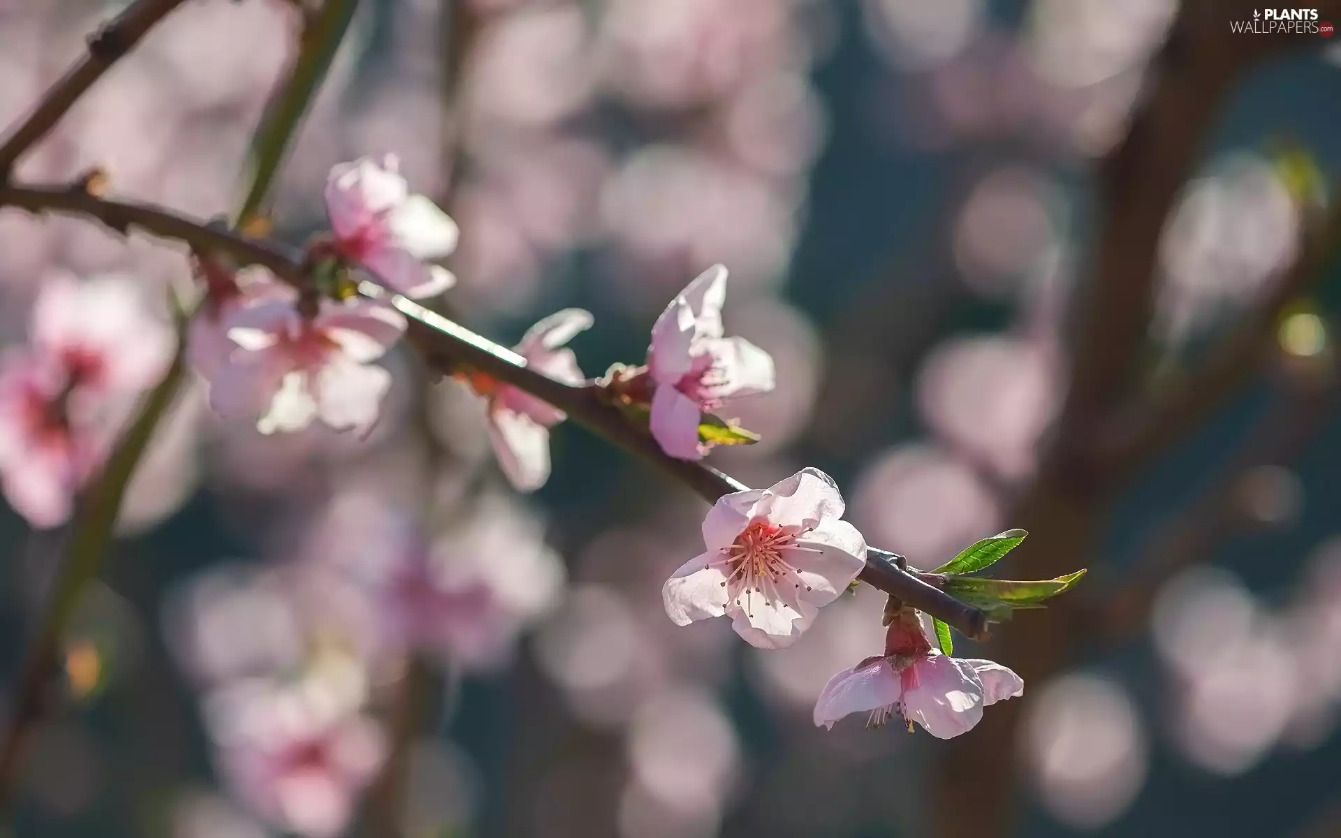 twig, Flowers, Pink, Fruit Tree