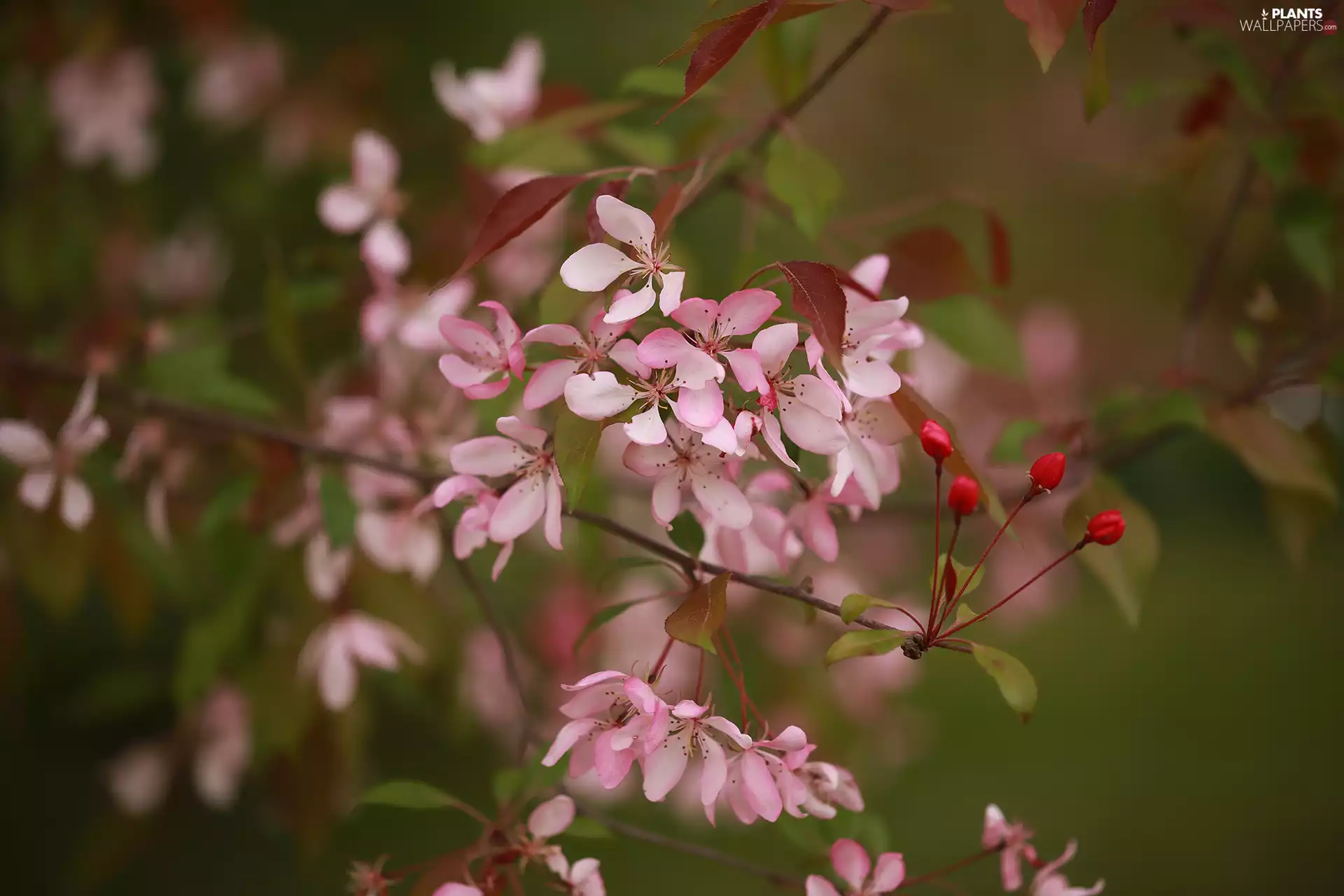 rapprochement, Fruit Tree, Flowers, Twigs, Pink