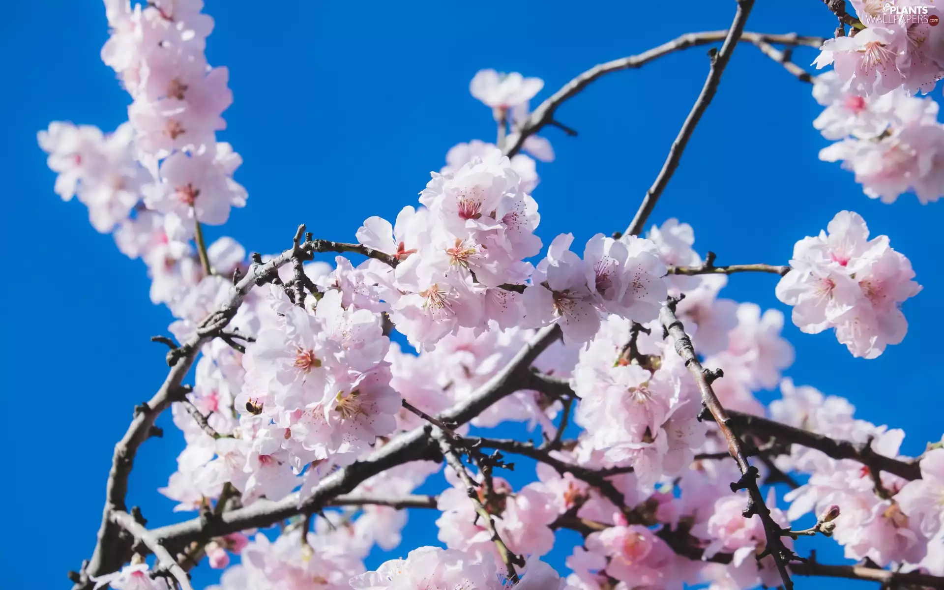 twig, Fruit Tree, Flowers, flowery, Pink