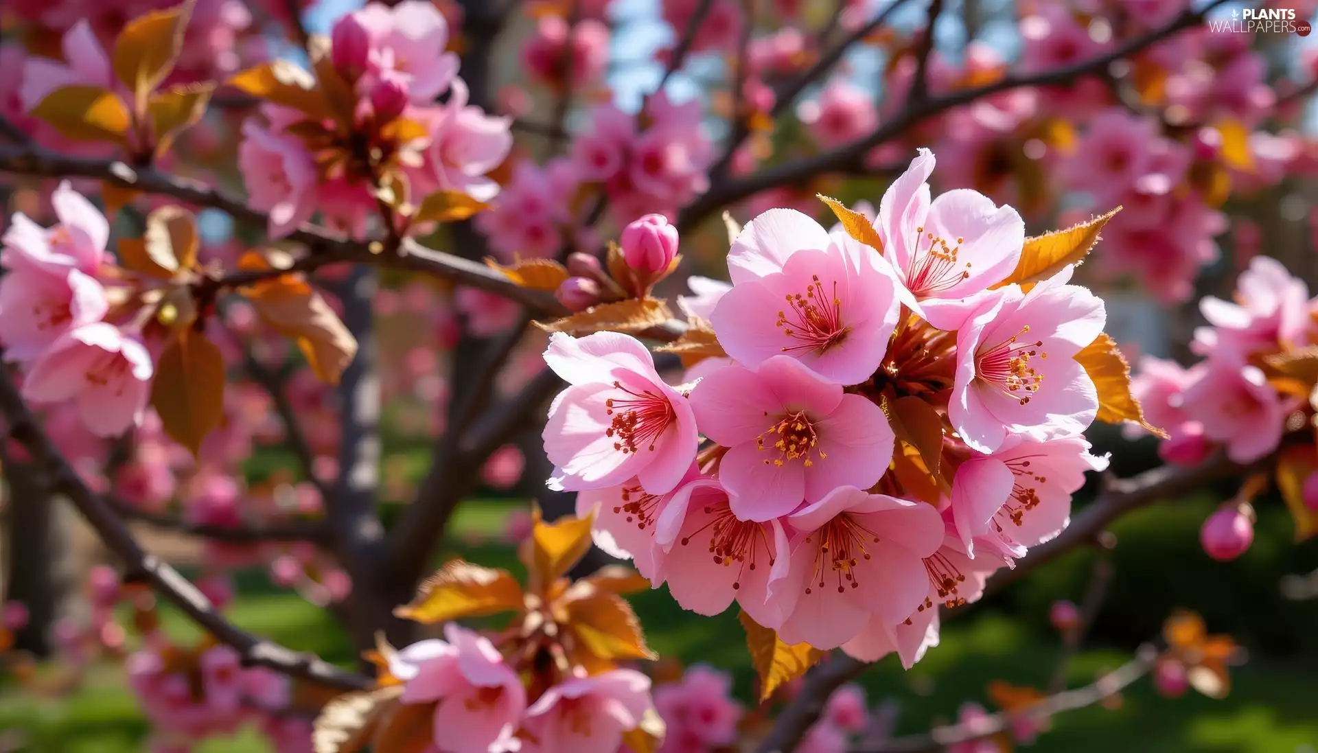 twig, Fruit Tree, Flowers, leaves, Pink